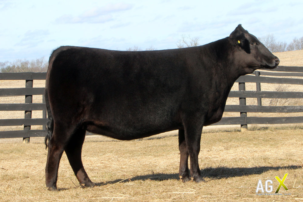 Golden+Age+Wagyu+Beef+Cattle+001+AgX.jpeg
