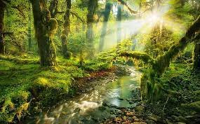 Peaceful Place Image.jpeg
