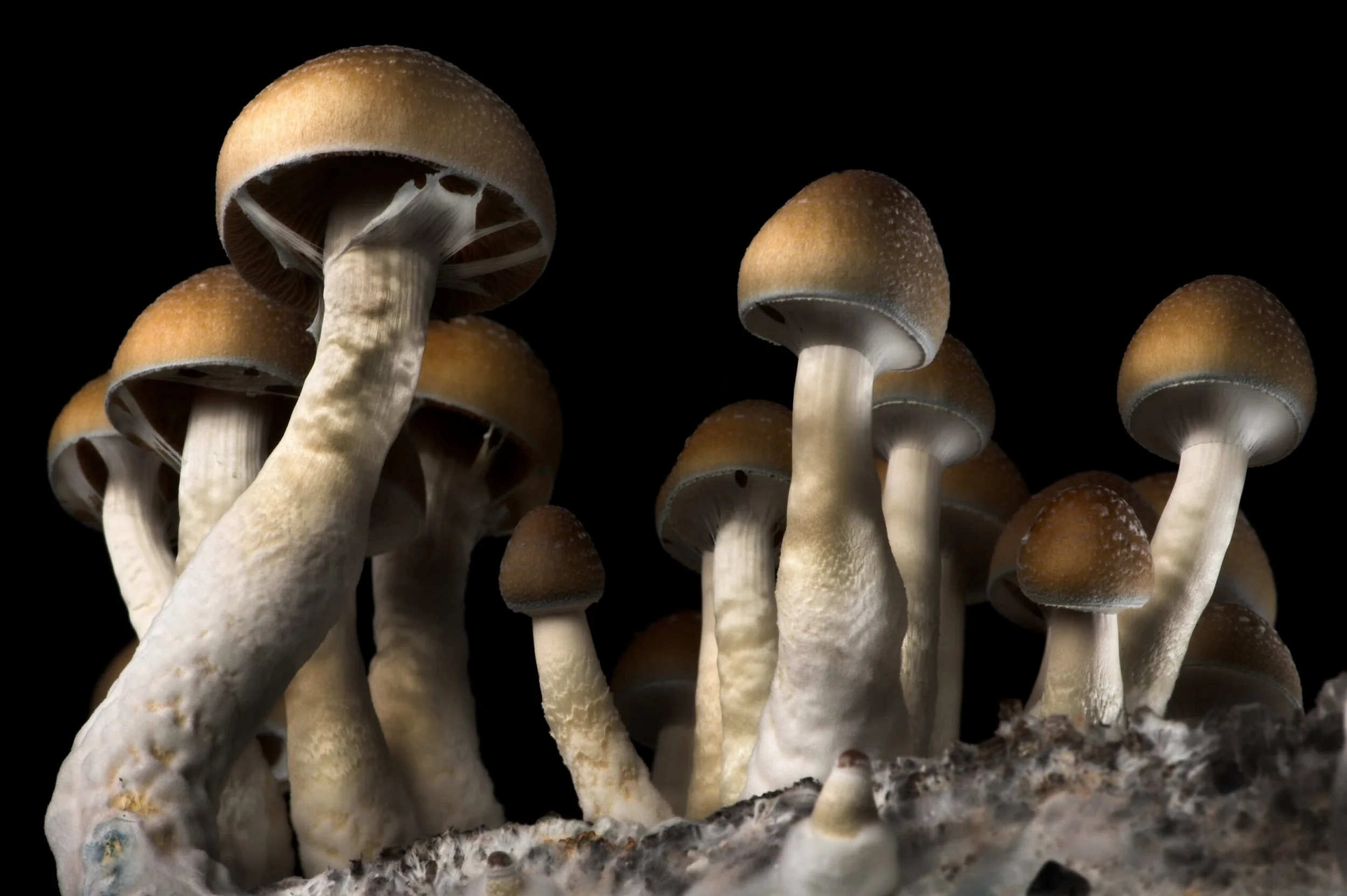 Stepping into Psychedelics Part 2 – Eshu Martin