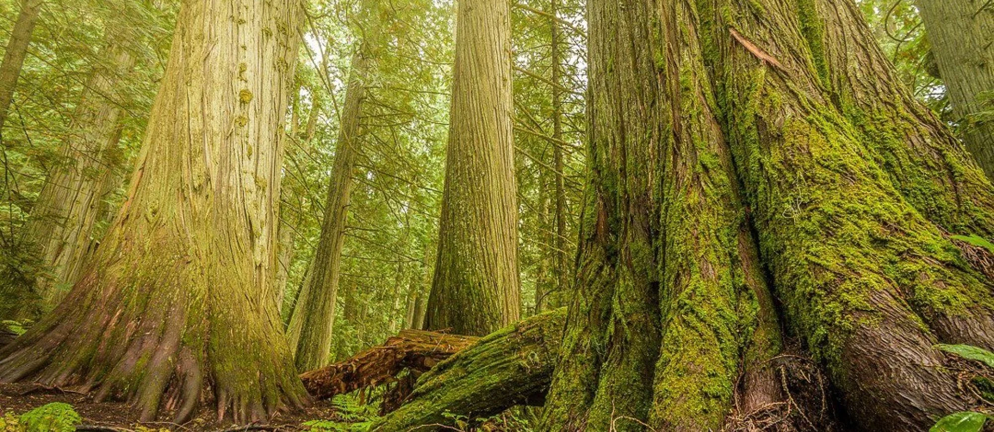 Old cedars.jpg