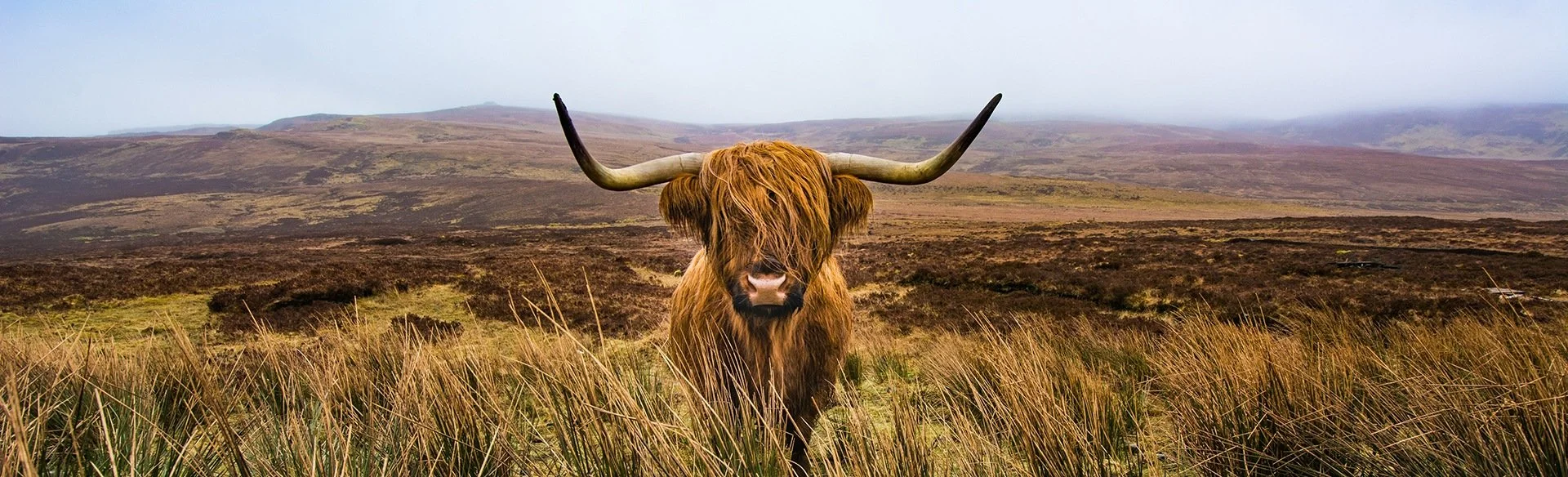 Highland-cow-Header-cropped_1.jpg