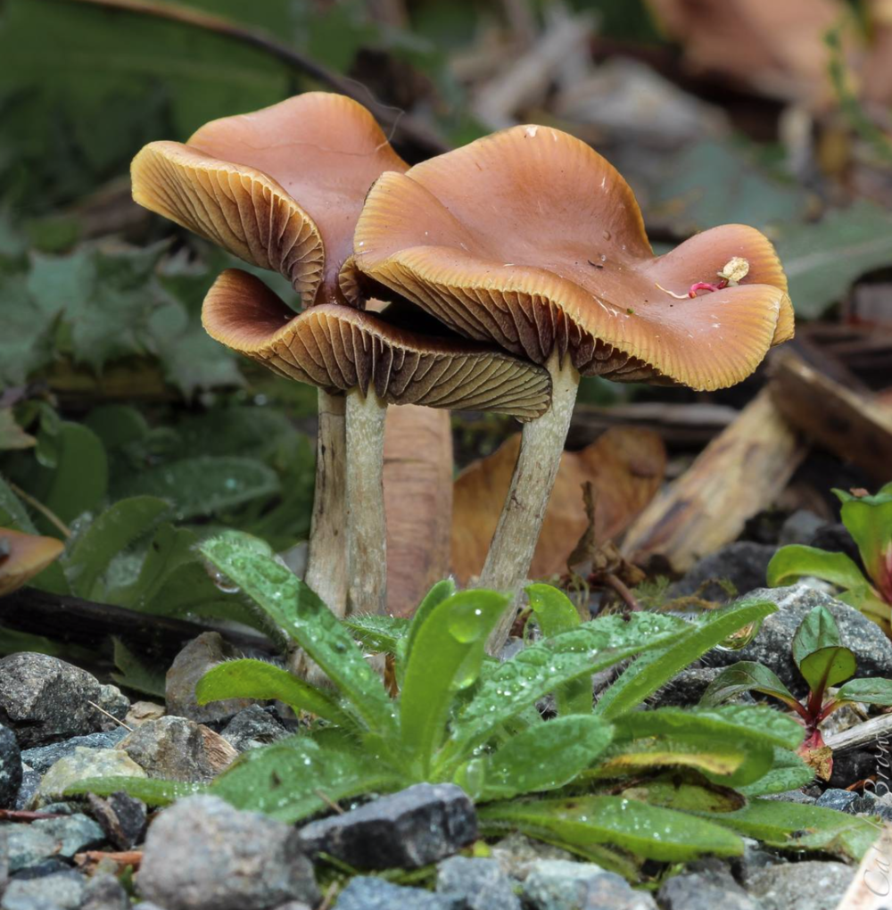Shrooms.png