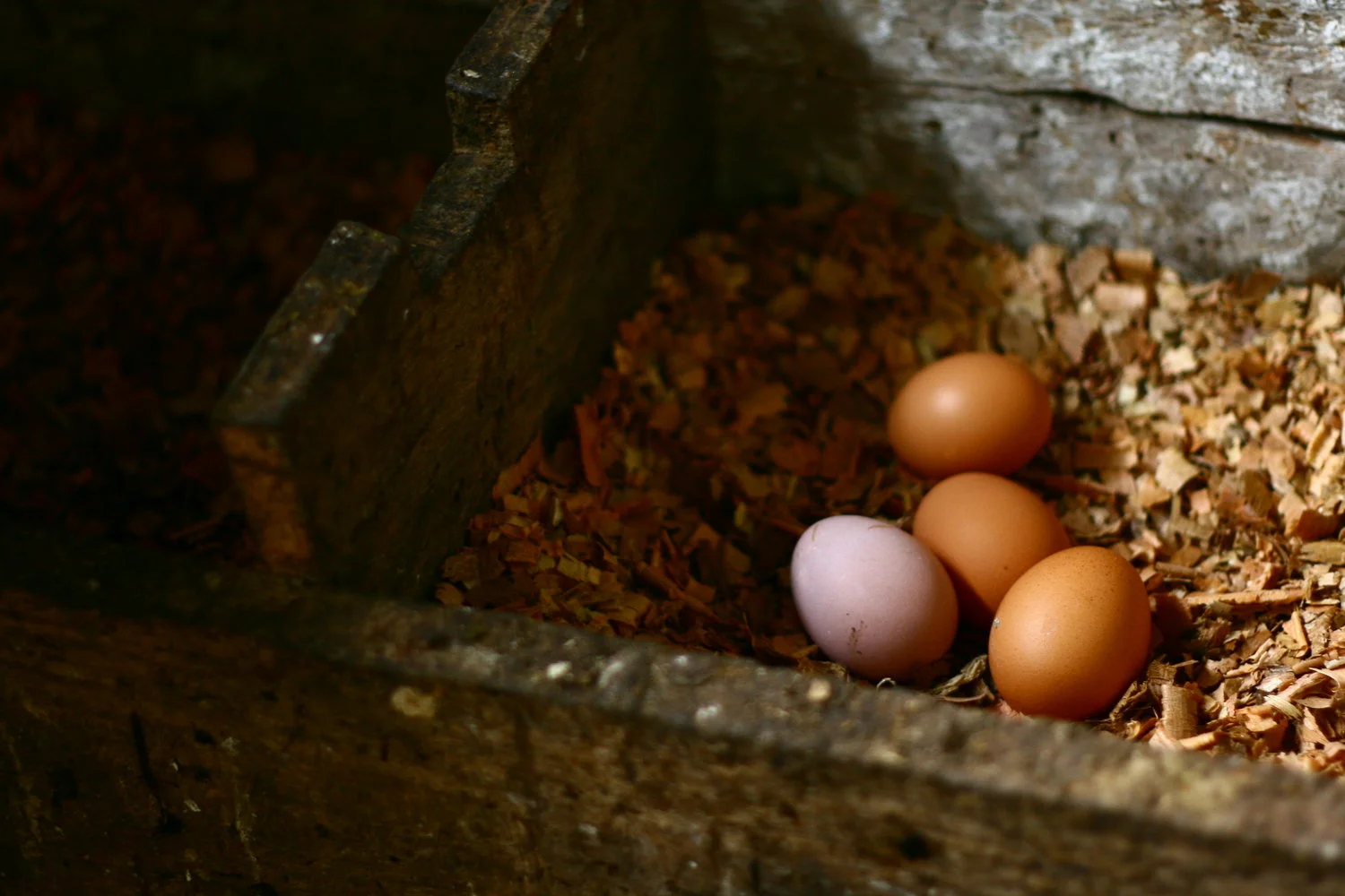 Introduction to Permaculture