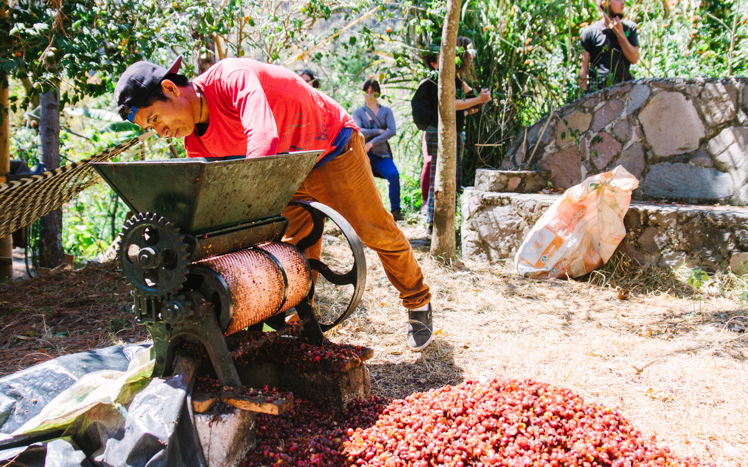  Coffee harvest at Atitlan Organics 