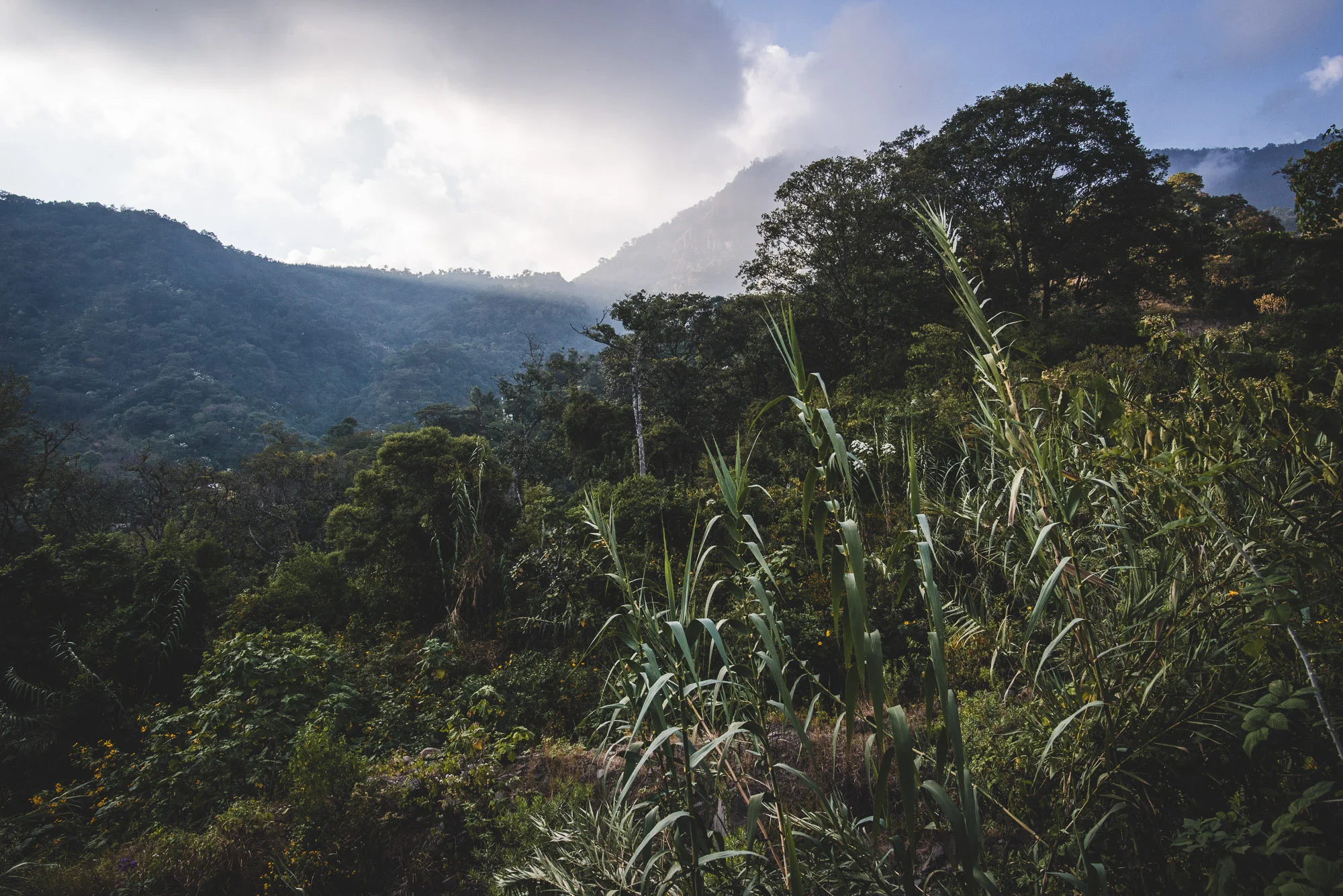 Food security, volunteer, community service, ethical tourism, sustainable tourism, ecotourism, biodiversity, reforestation, conservation, maya, mayan, lake atitlan, tzununa, bambu guest house, atitlan organics. service work, service travel, atitlan, guatemala, central america, indigenous