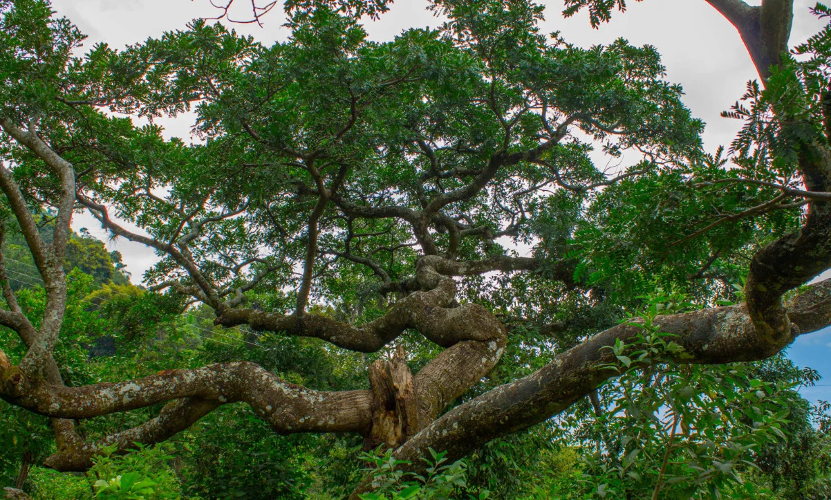 Jocote tree as branching of Bronchial-Pulmonary system, Permaculture for the Herbalist’s Path, an integrated Permaculture Design Certification and Herbal Studies Course, September 23-October 18, 2019 with Bambu Guest House, Atitlan Organics, and Punta Mona at Lake Atitlan, Guatemala