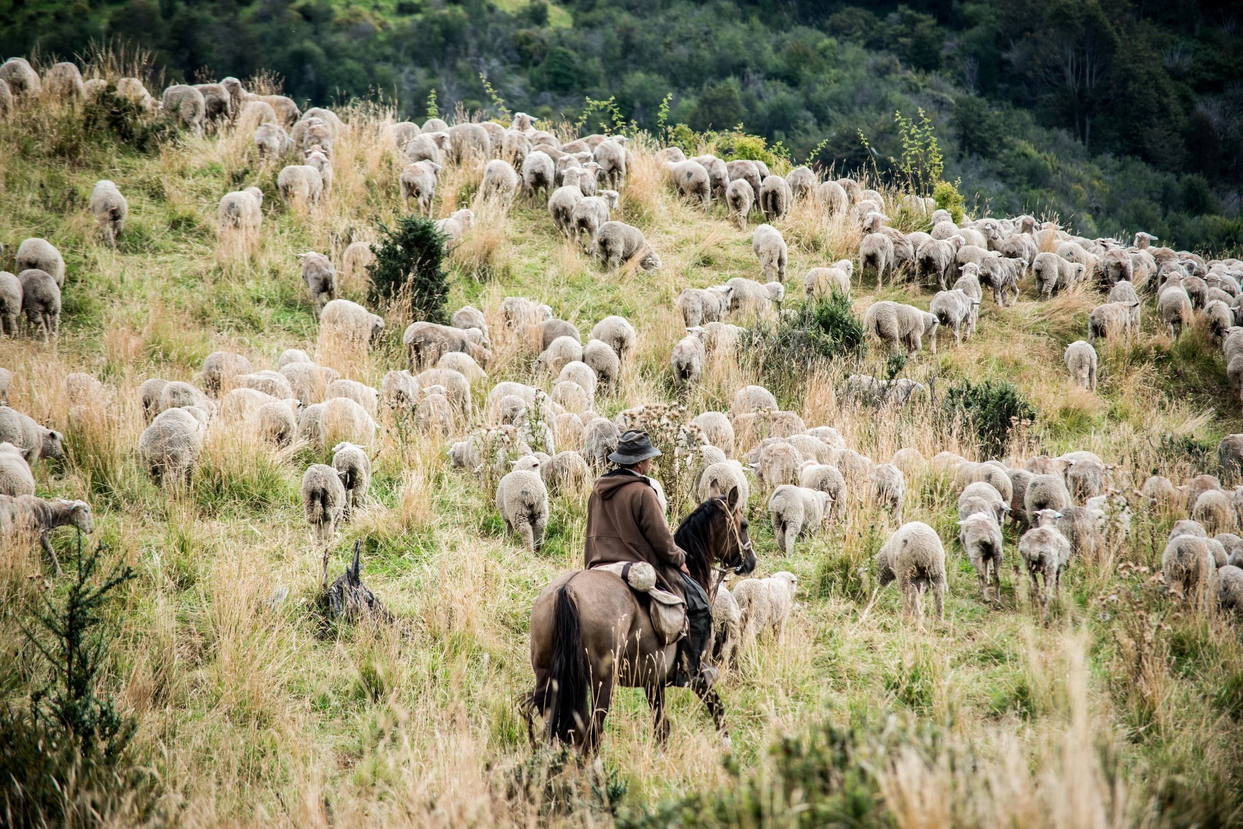 SheepRanch_TurismoPanguilemu_Coyhaique_Chile2017_BrianAmdur8946-2.JPG