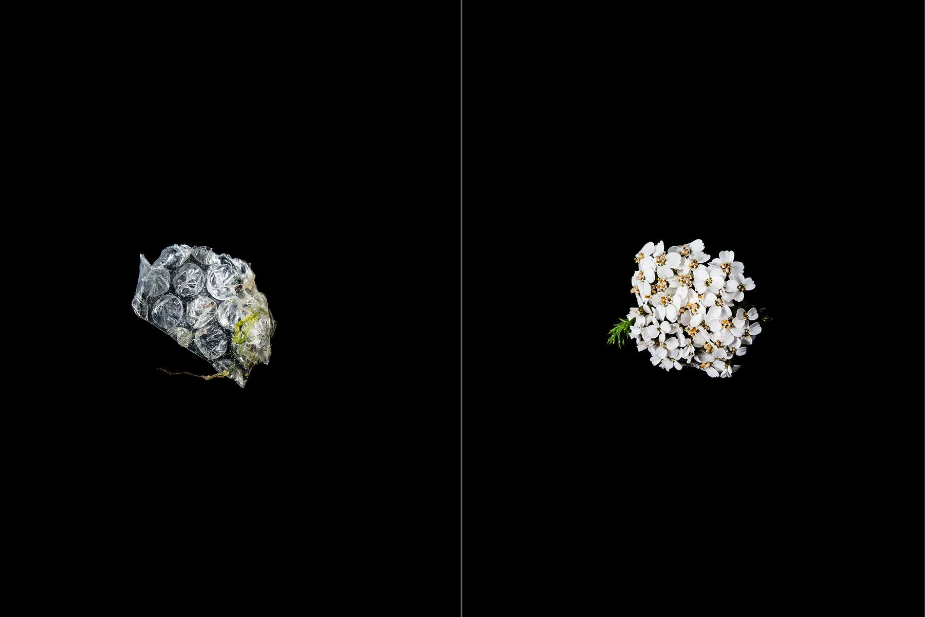 BubbleWrap_WhiteFlowers_Prints_6x4_Plastic_NaturalComparrison.jpg