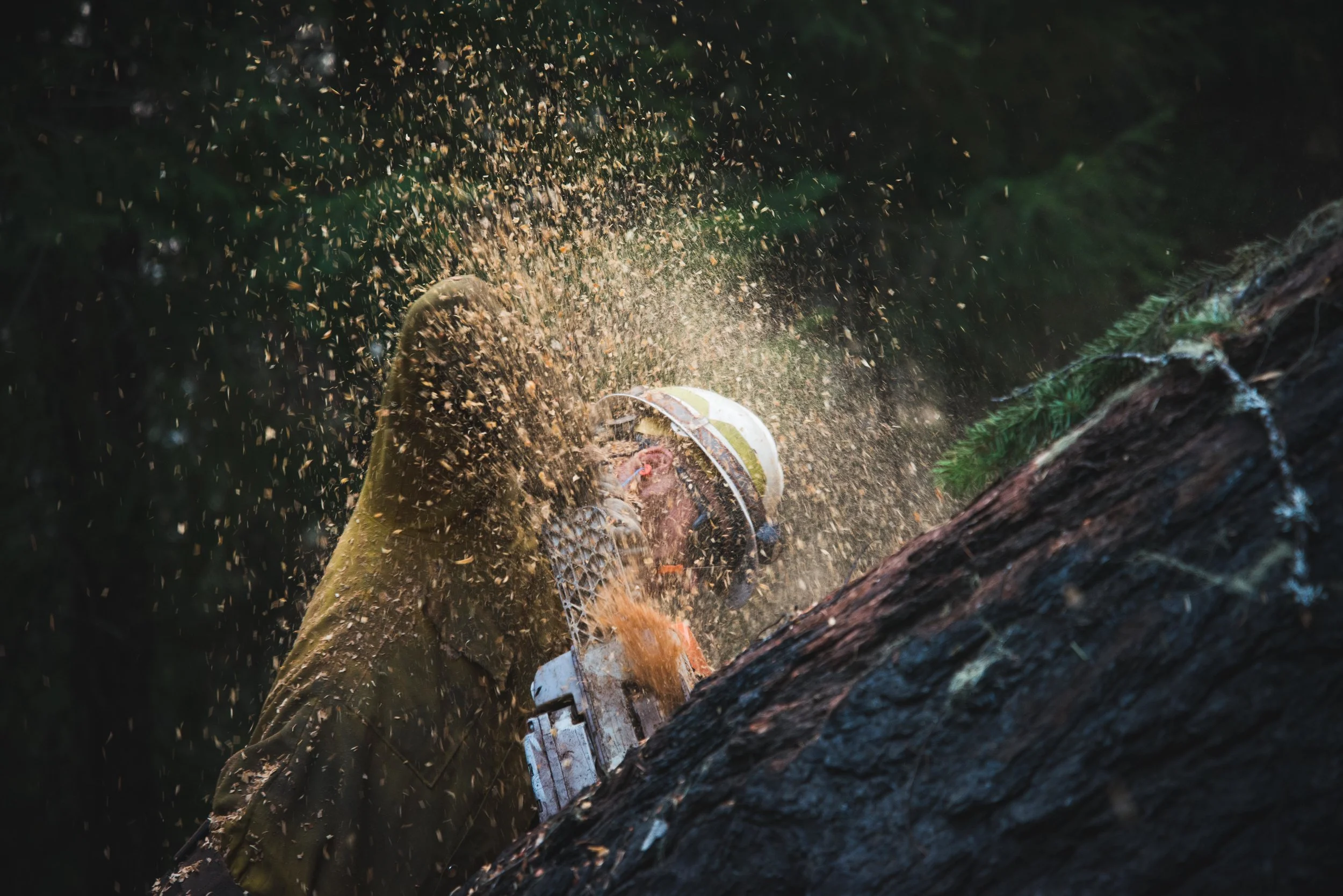 WildlandPhotos_Website_20098.JPG
