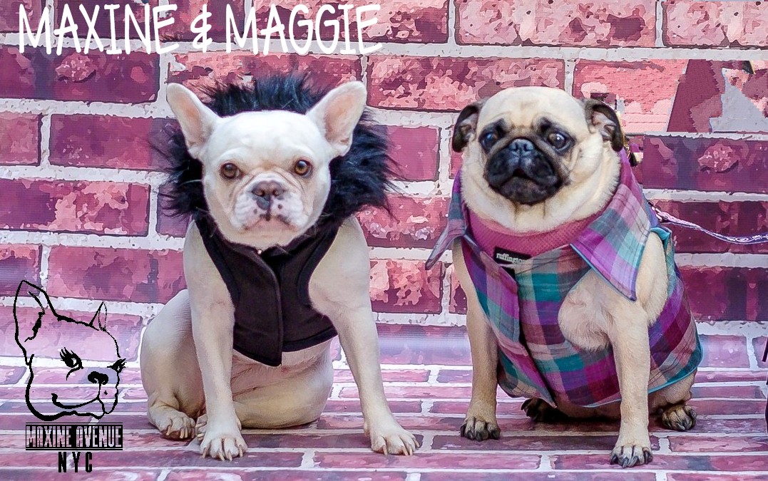 maggie.jpg