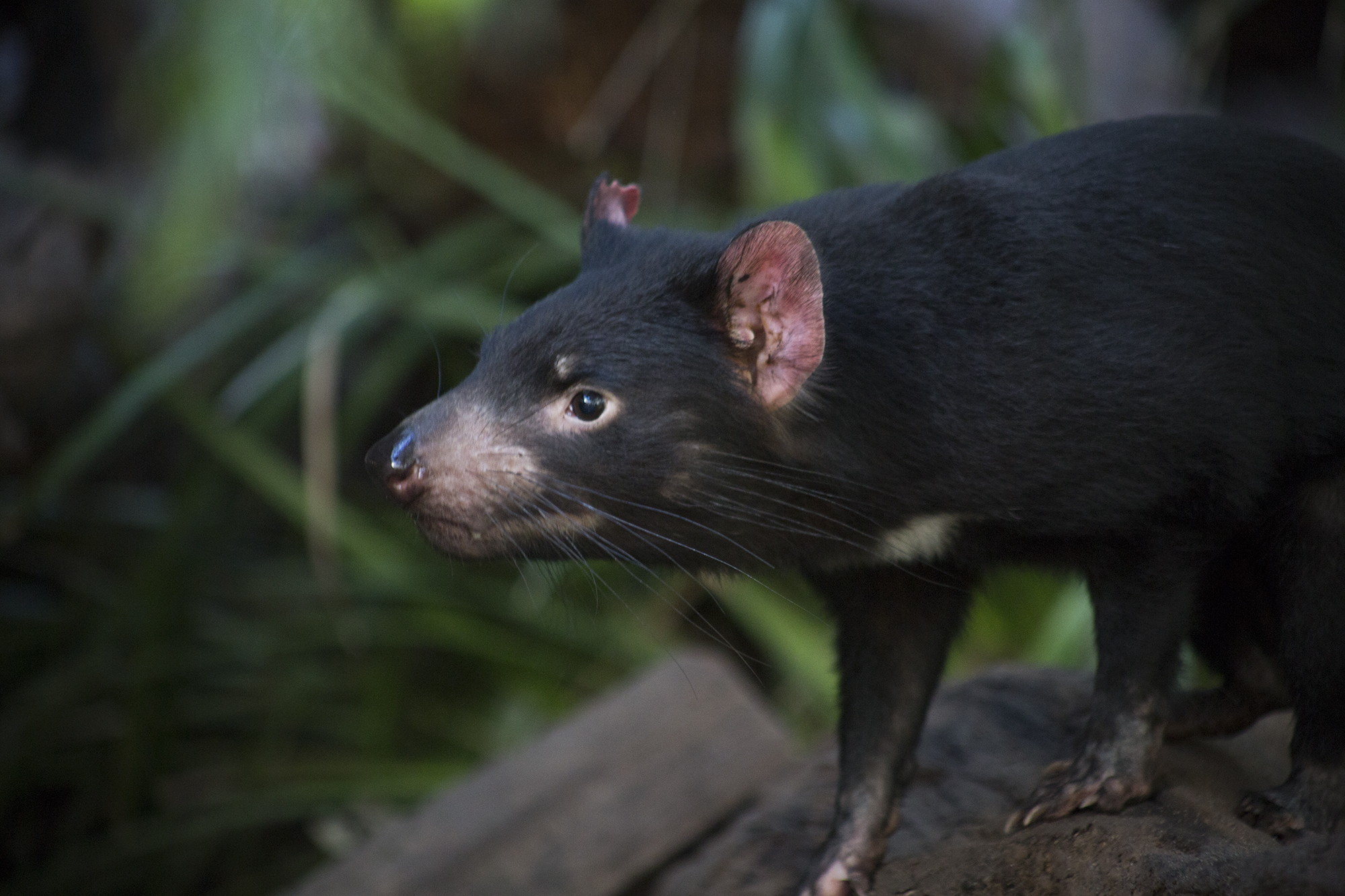 Tasmanian Devil