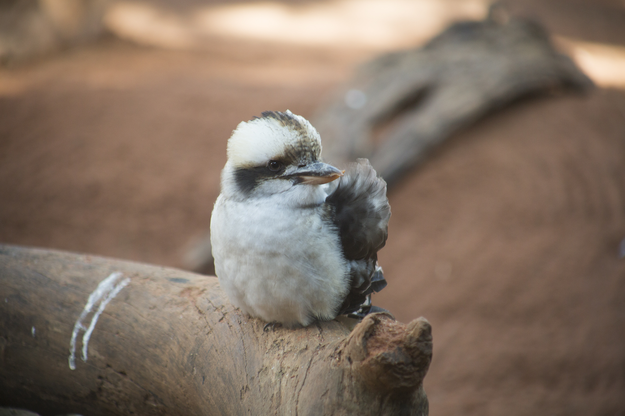Kookabura