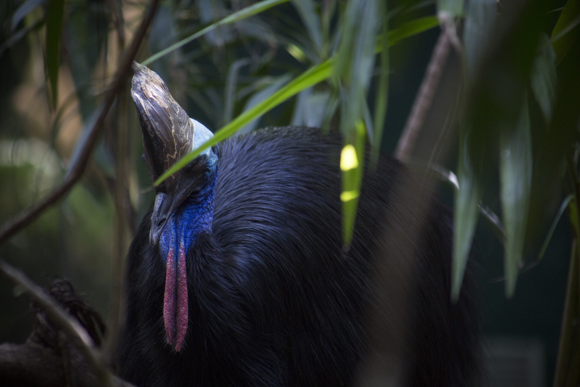 Cassowary. These are some impressive birds!