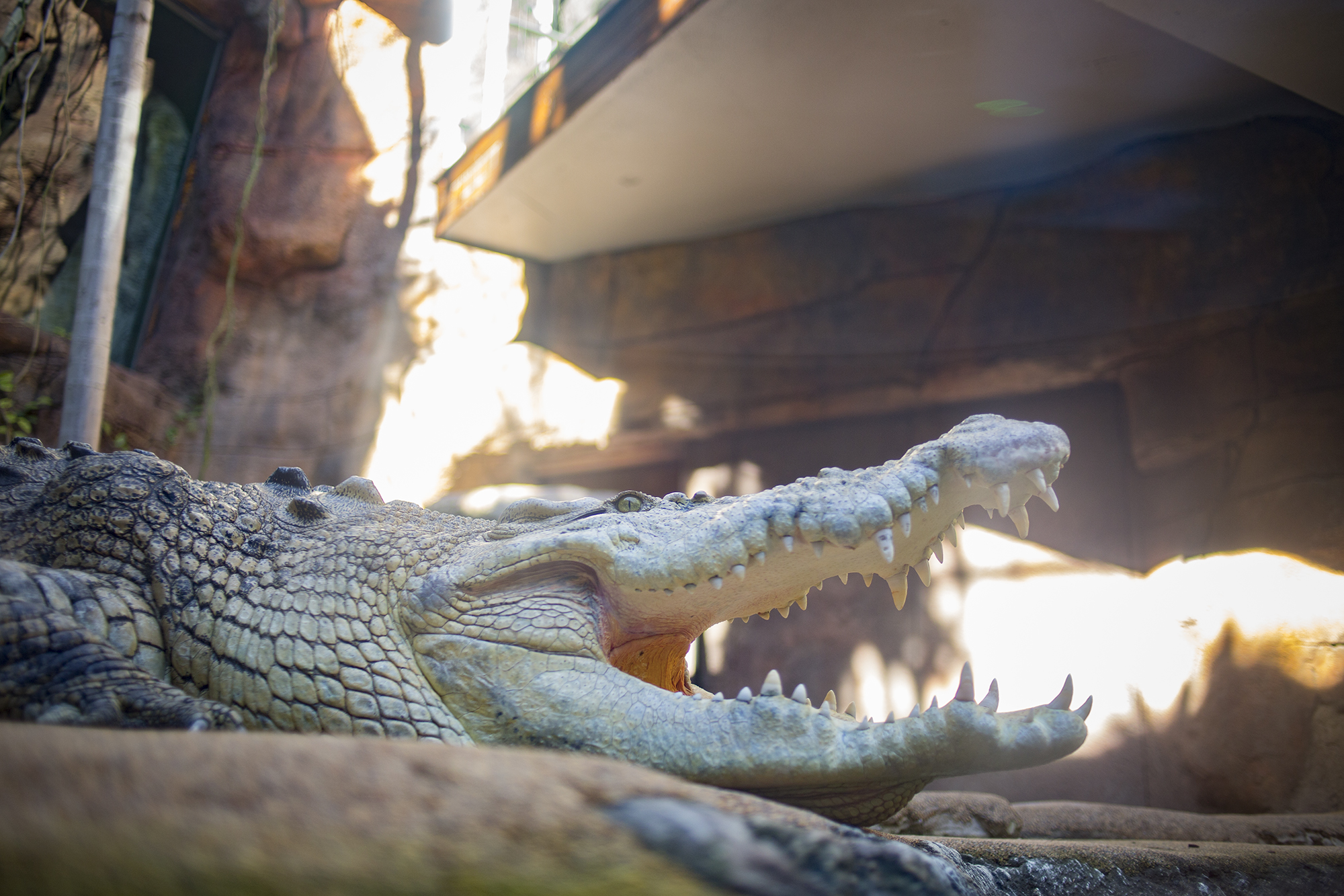 We crawled under this croc's enclosure and popped up in a glass dome in the middle so we could get a really close look at this guy.