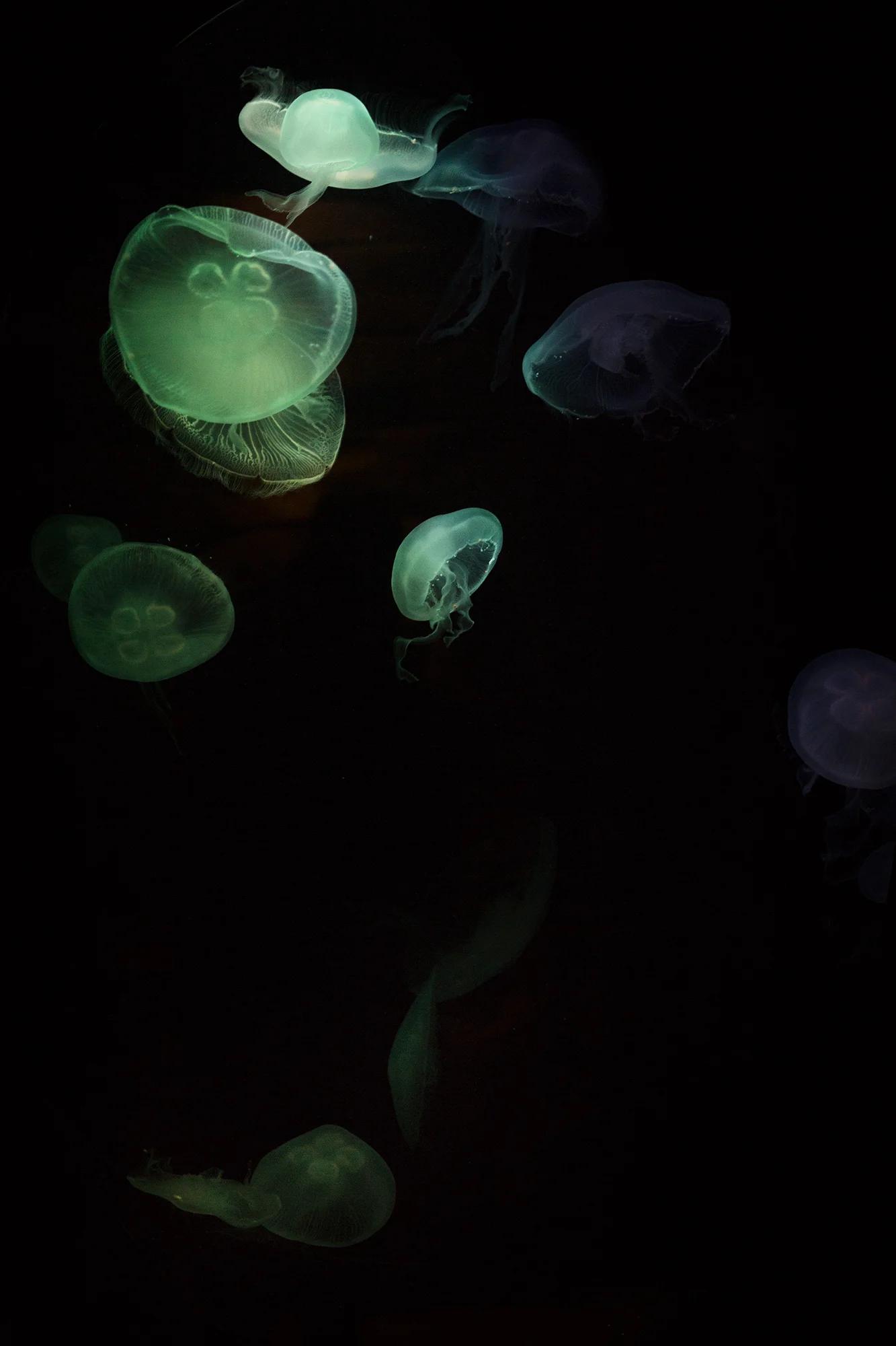 These Jellies were pretty impressive!