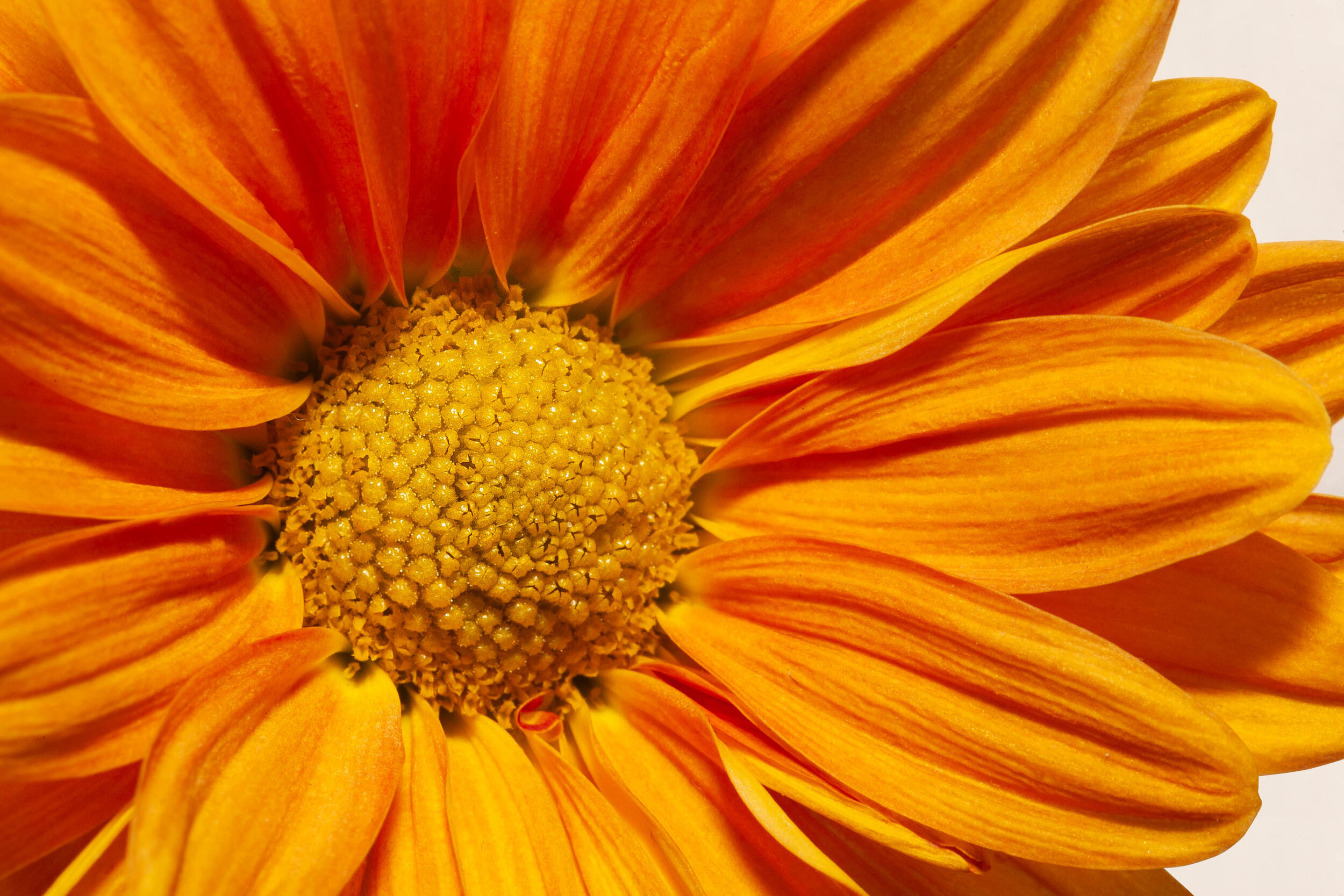 Blooming
