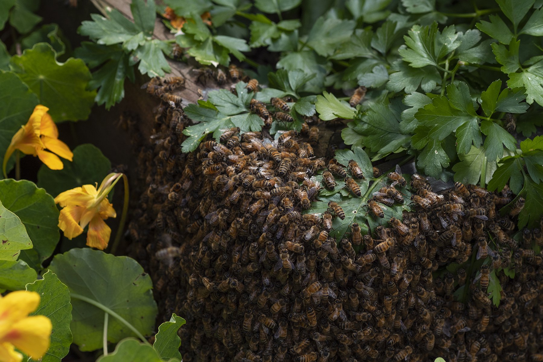 Bee Swarm.jpg