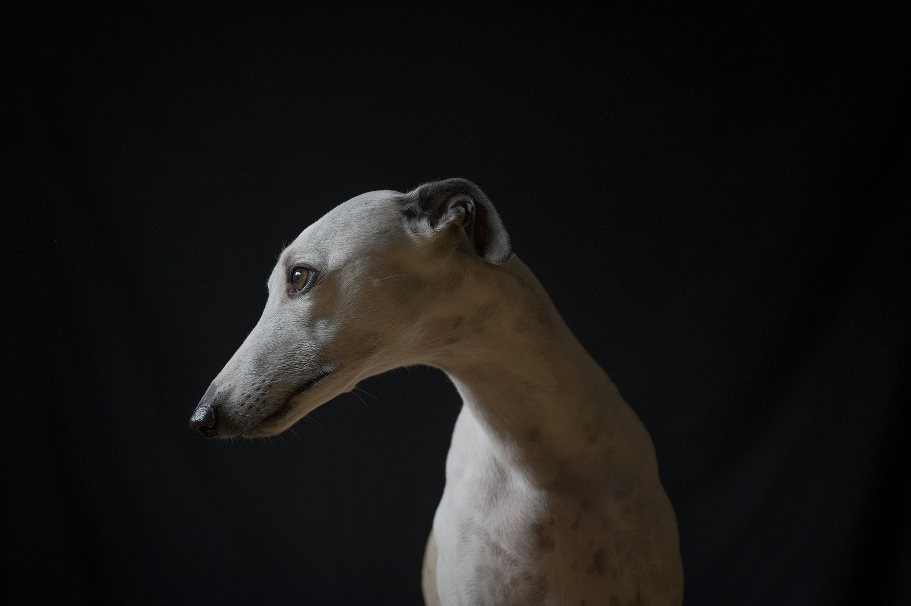 Whippet Portrait.jpg