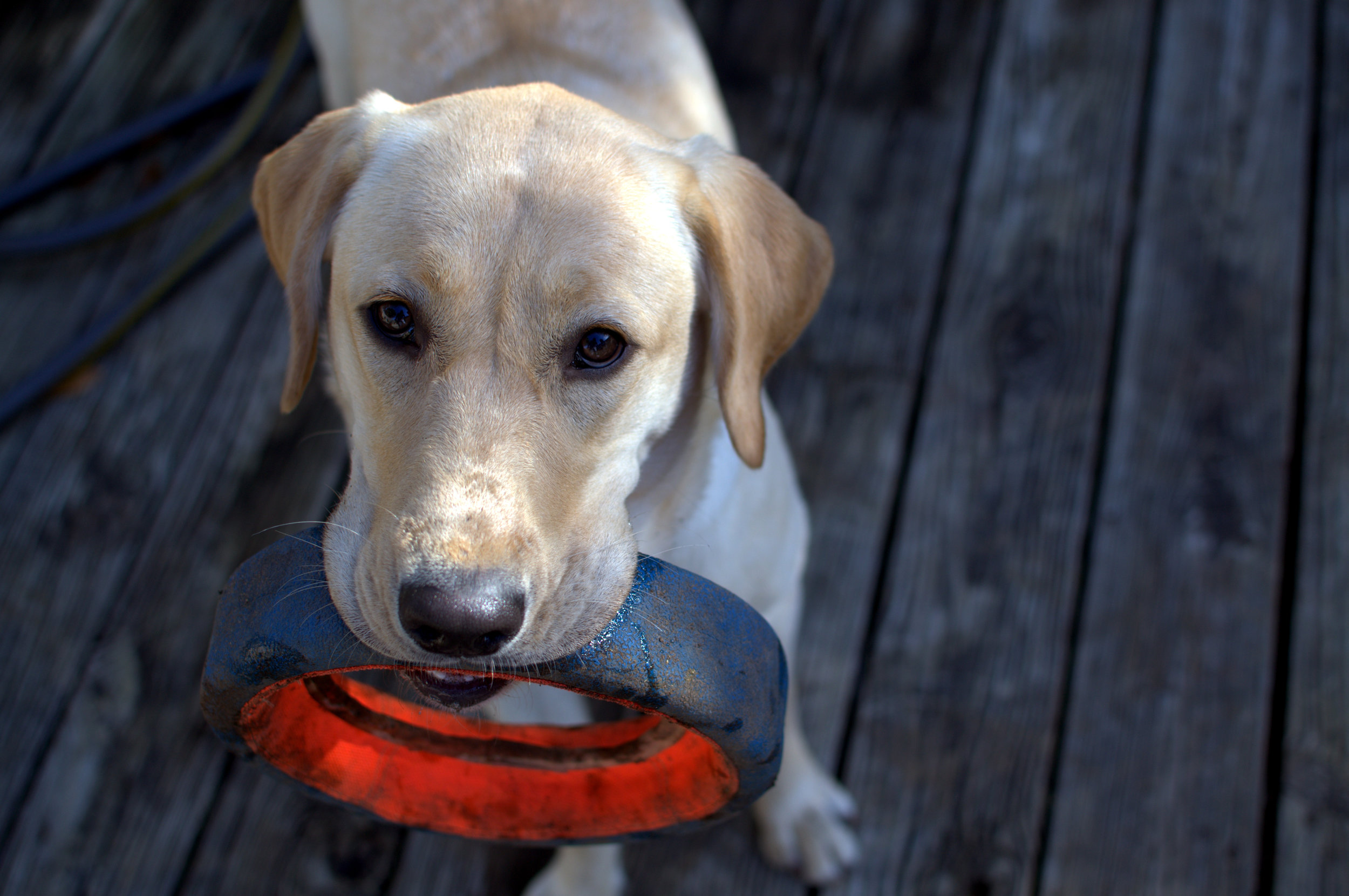 Lab with toy.jpeg