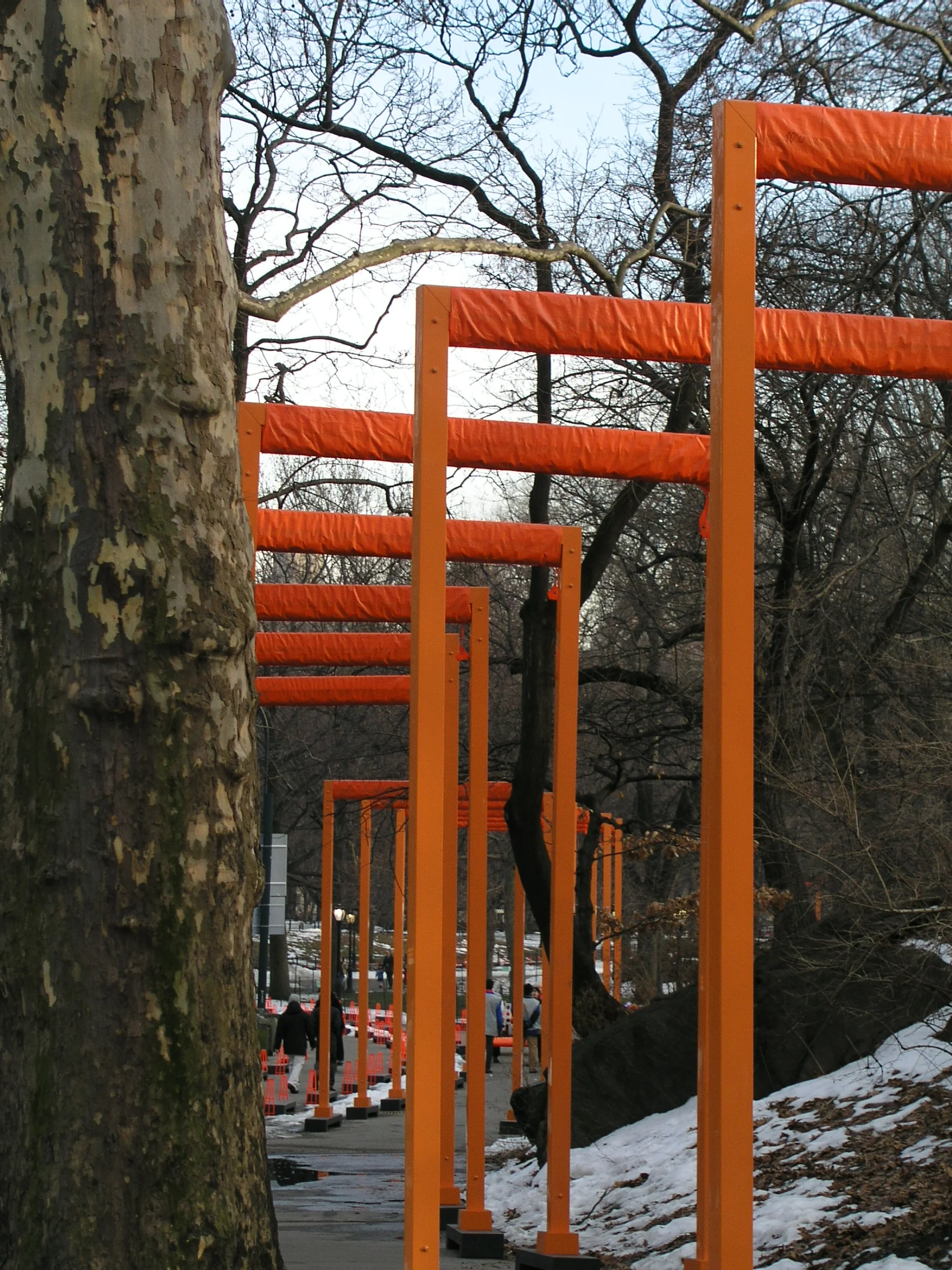 Gates Trees2.JPG