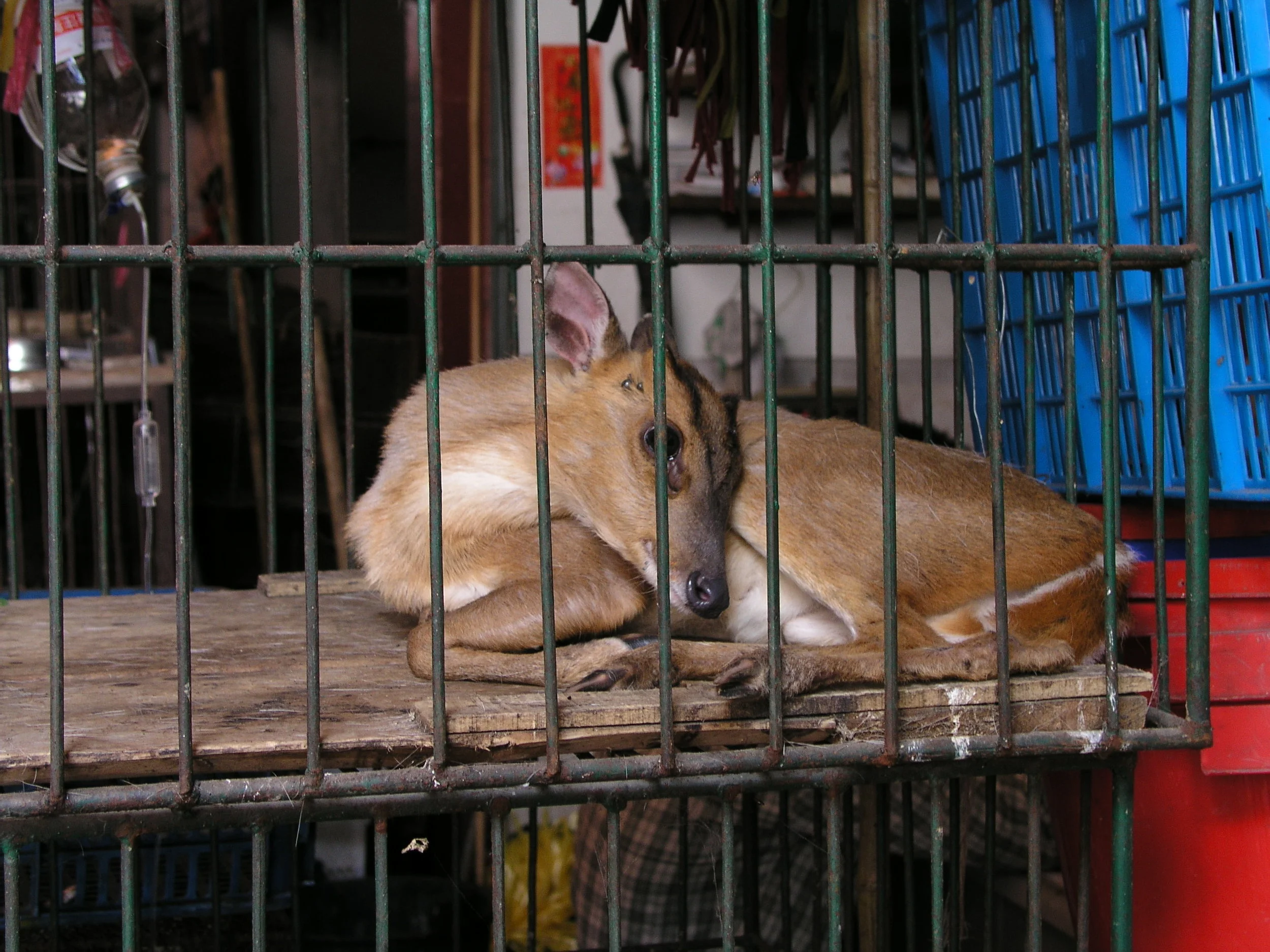 Chau Tau Market in Guangzhou where the SARS epidemic started from live civets .4.JPG