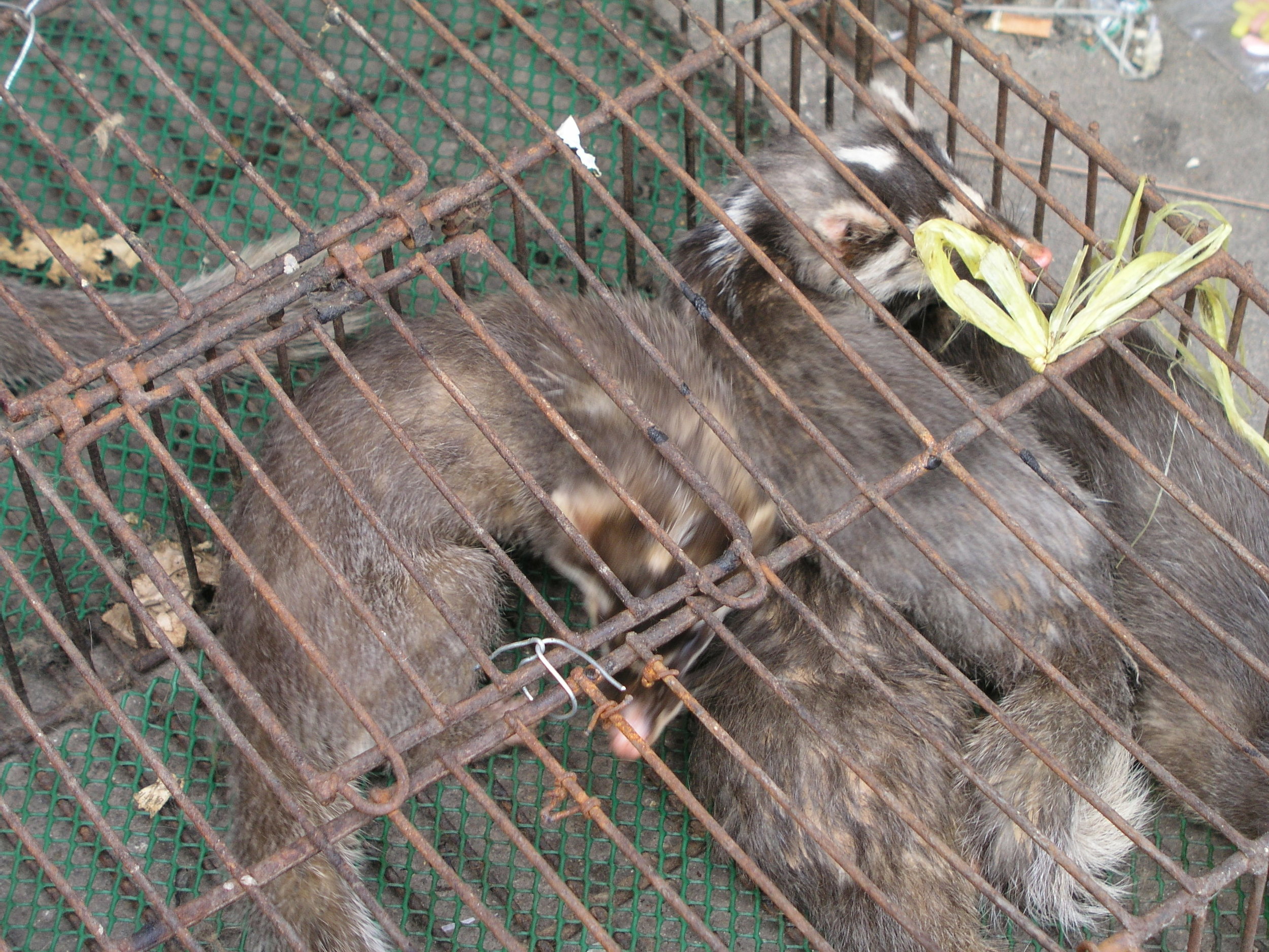 Chau Tau Market in Guangzhou where the SARS epidemic started from live civets .9.JPG