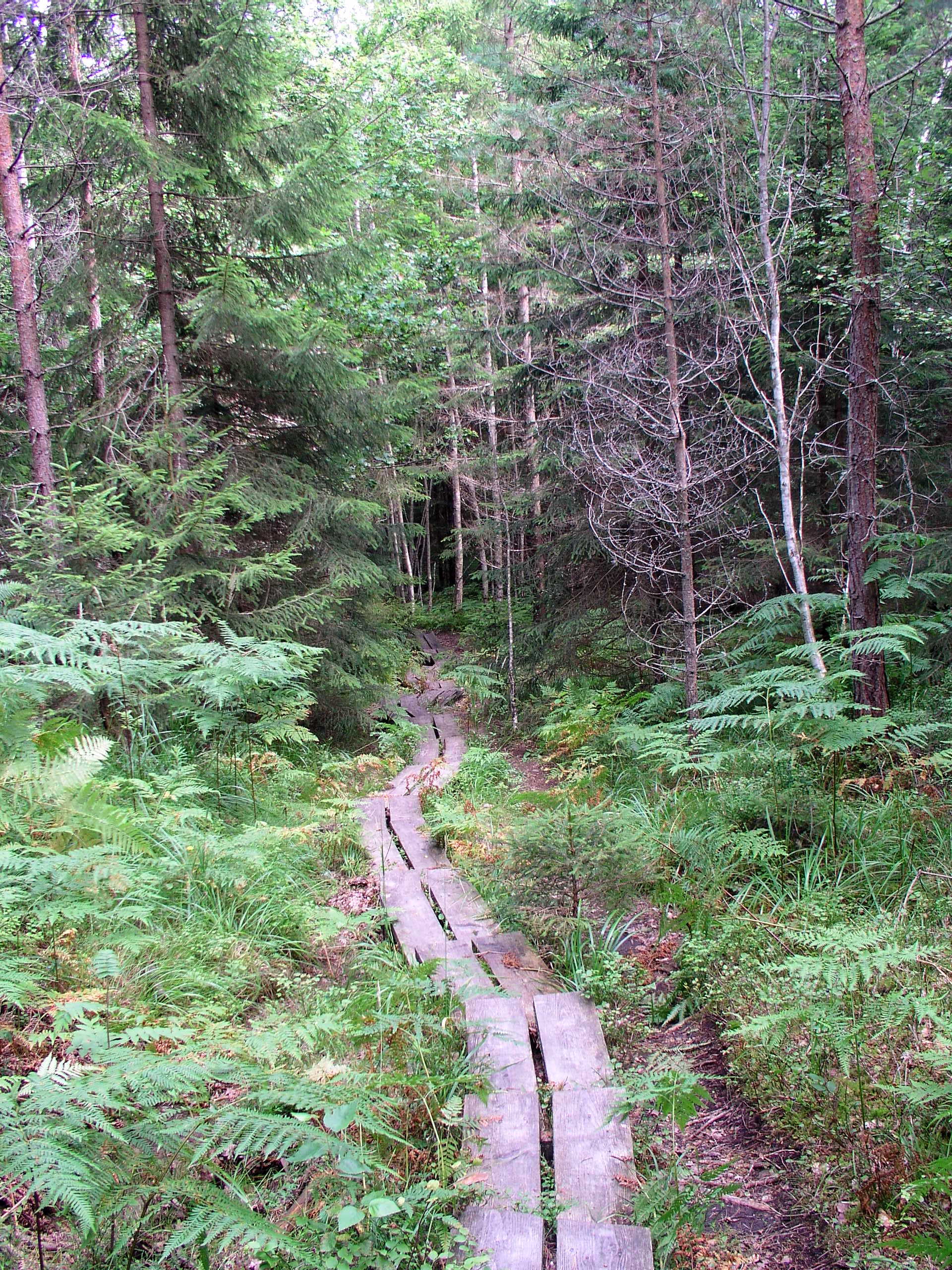 Biking the Archipelago Tyresta National Park  (8).JPG