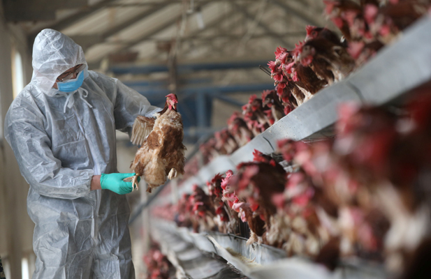 A Lethal Bird Flu Returns to China