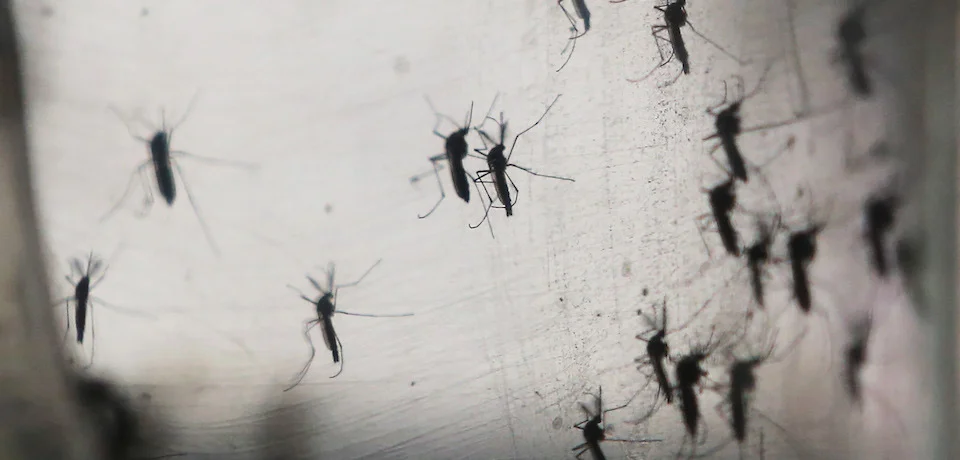 Springtime in D.C. Means Mosquitoes — and Zika