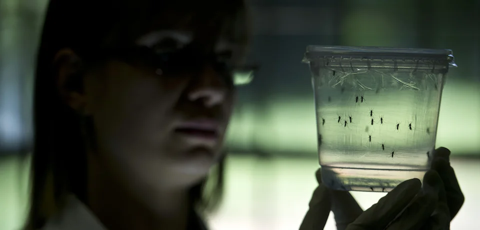 The Zika Virus Isn’t Just an Epidemic. It’s Here to Stay.