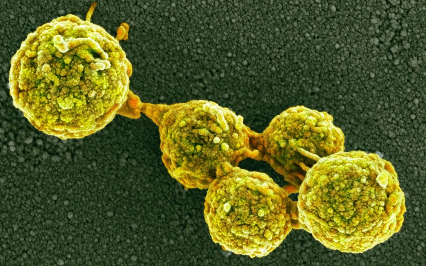 Biology's Brave New World