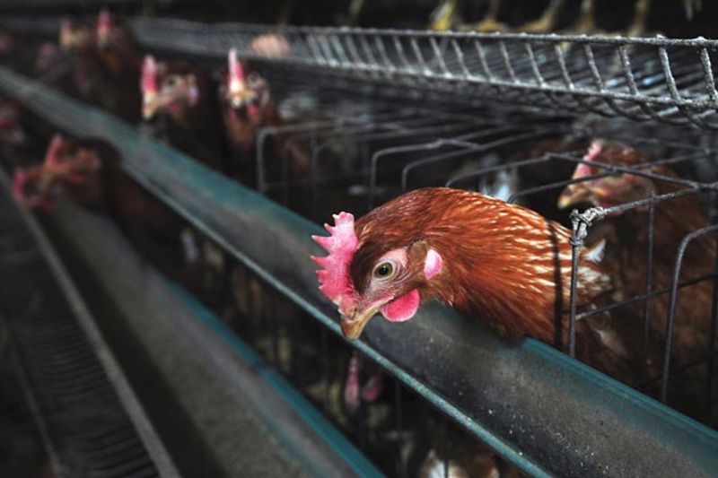 Beijing Prepares for Avian Flu