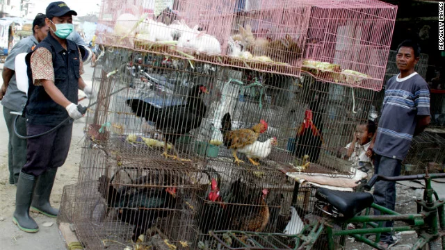 China's bird flu mystery