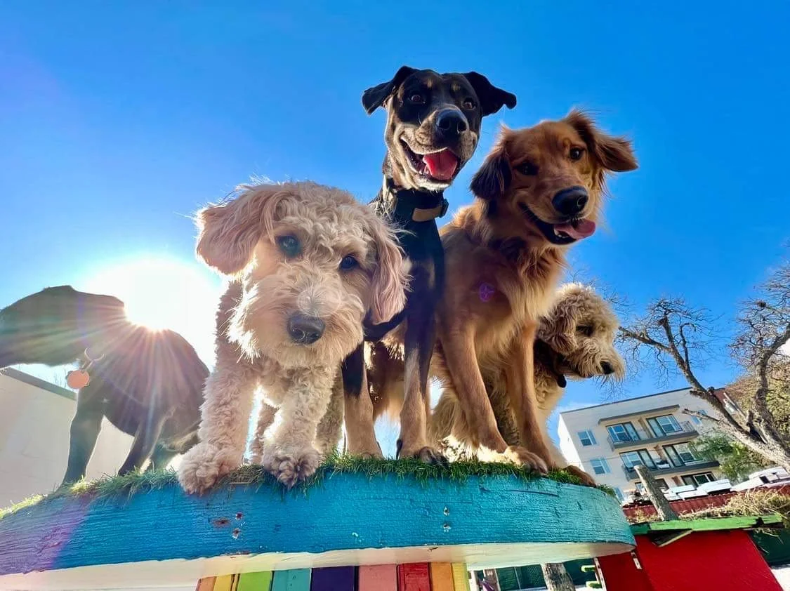 House of Wag