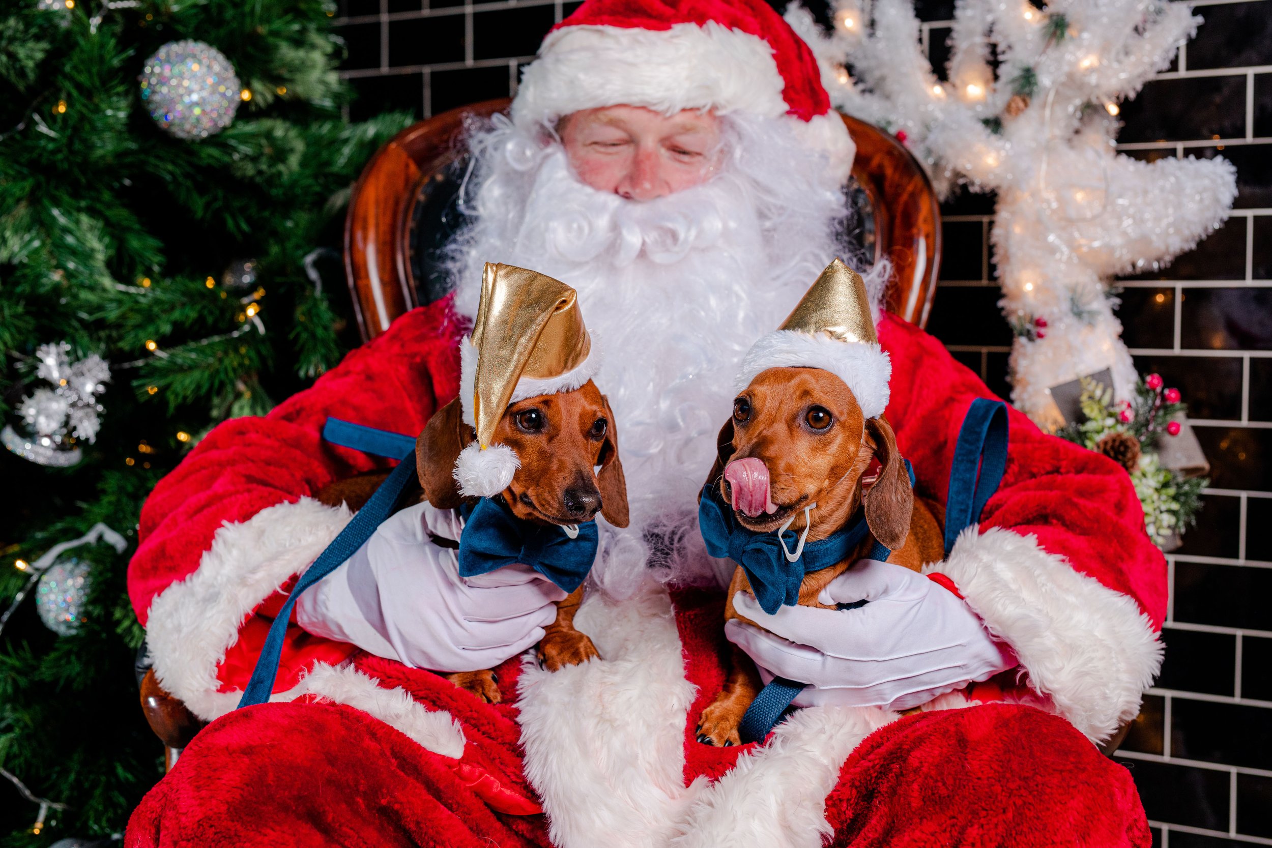 BSN Santa Paws - DZuks - December 2021 - 148.jpg