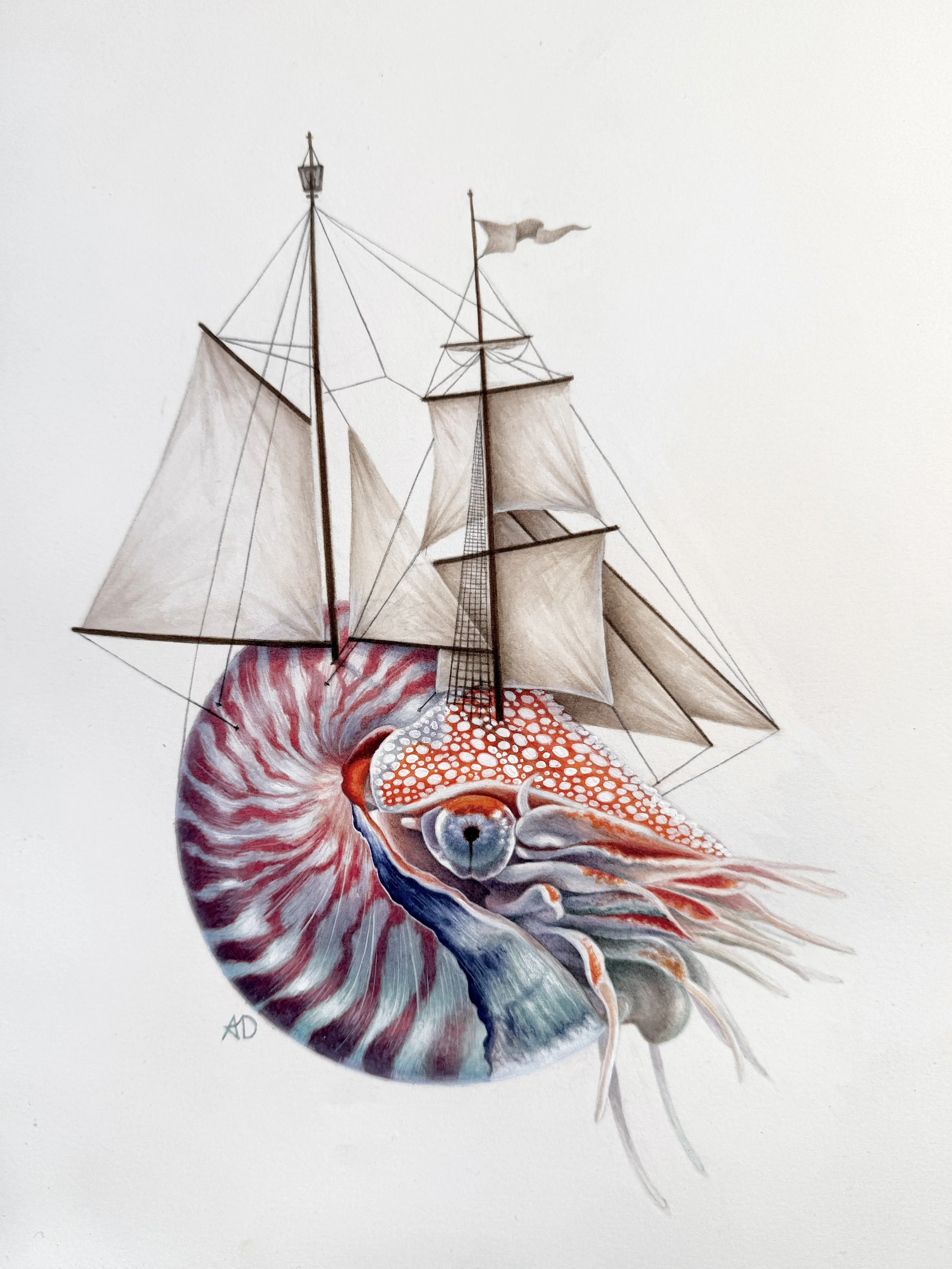 Nautilus Ahoy 9"x12"