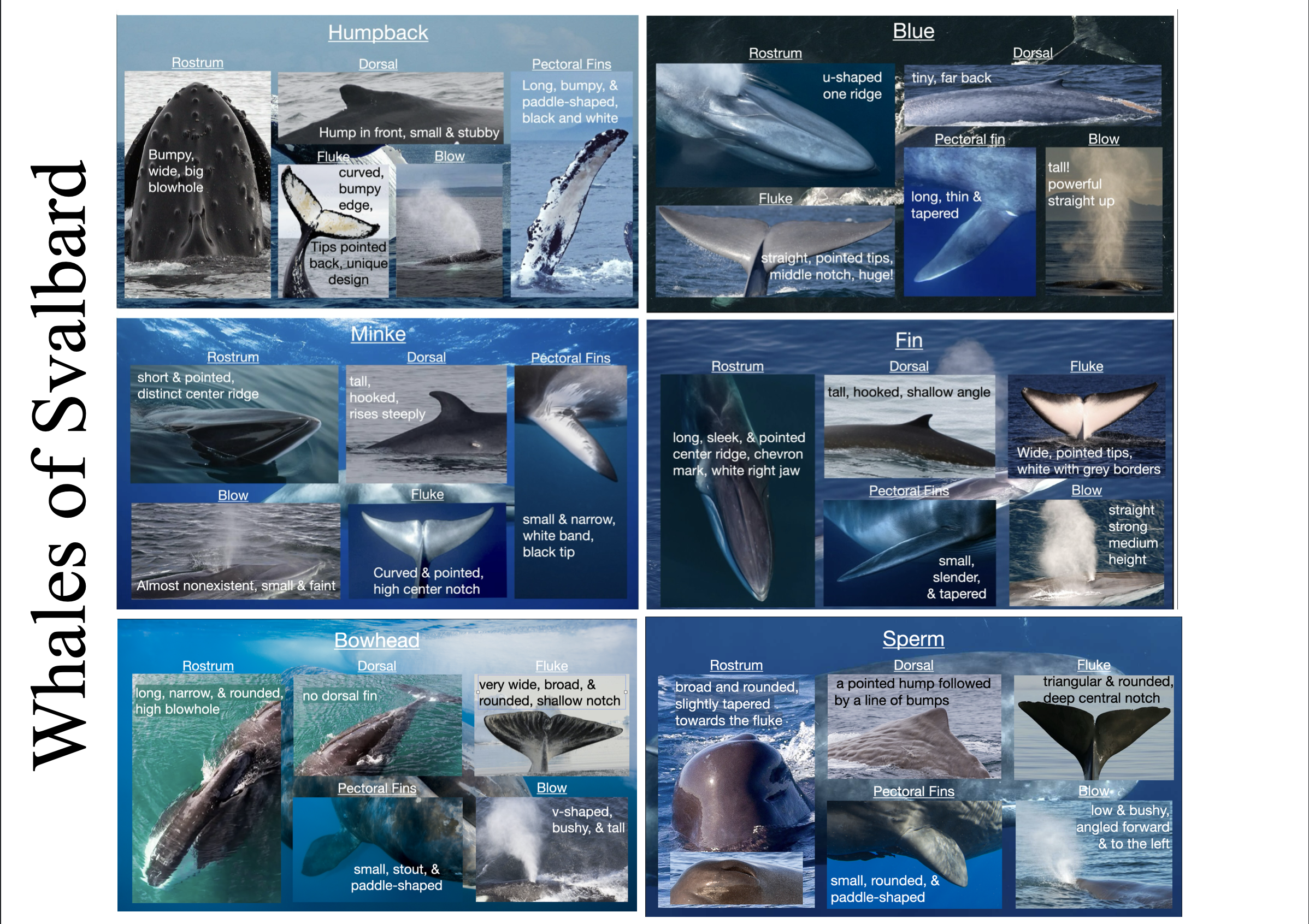 FREE Whales of Svalbard ID Sheet