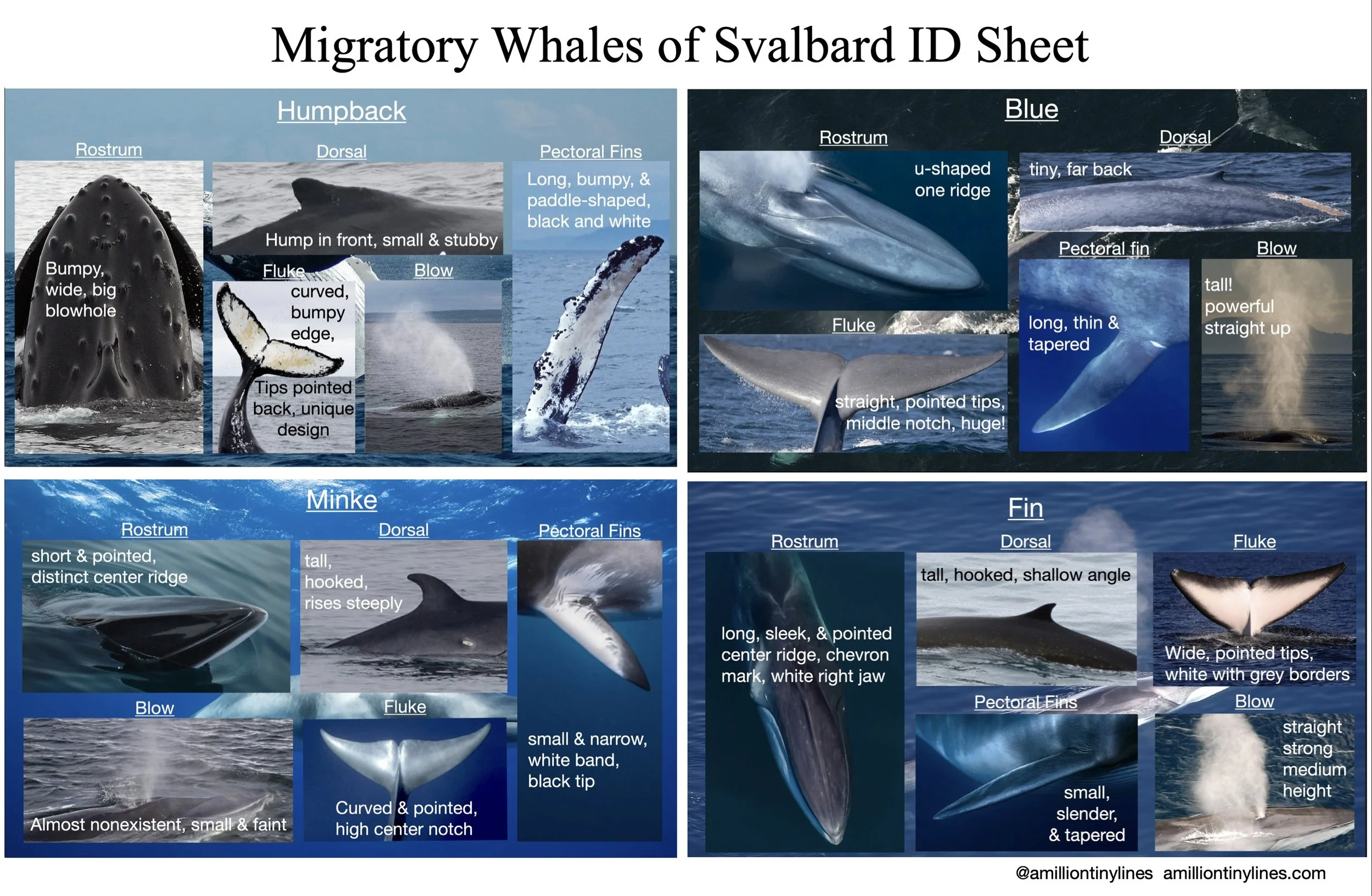 FREE Migratory Whales of Svalbard ID Sheet