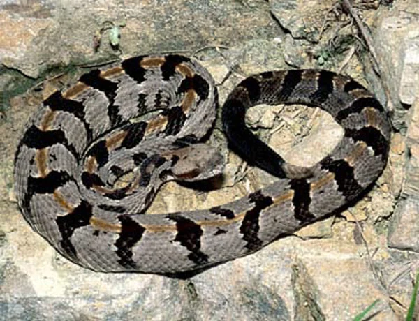 timberrattlesnake.jpg