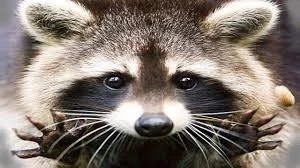 racoon2.jpg
