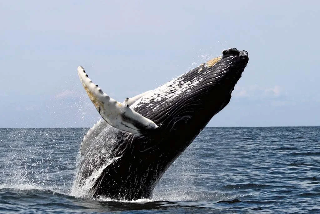 WHALE WATCHING Distance 33km. Mirissa is a small town on the south coast of Sri Lanka, located in the Matara District of the Southern Province. Mirissa’s beach is a popular tourist destination. It is also a fishing port and one of the island’s main whale and dolphin watching locations. Mirissa is the largest fishing port on the south coast and is known for its tuna, mullet, snapper and butterfish.