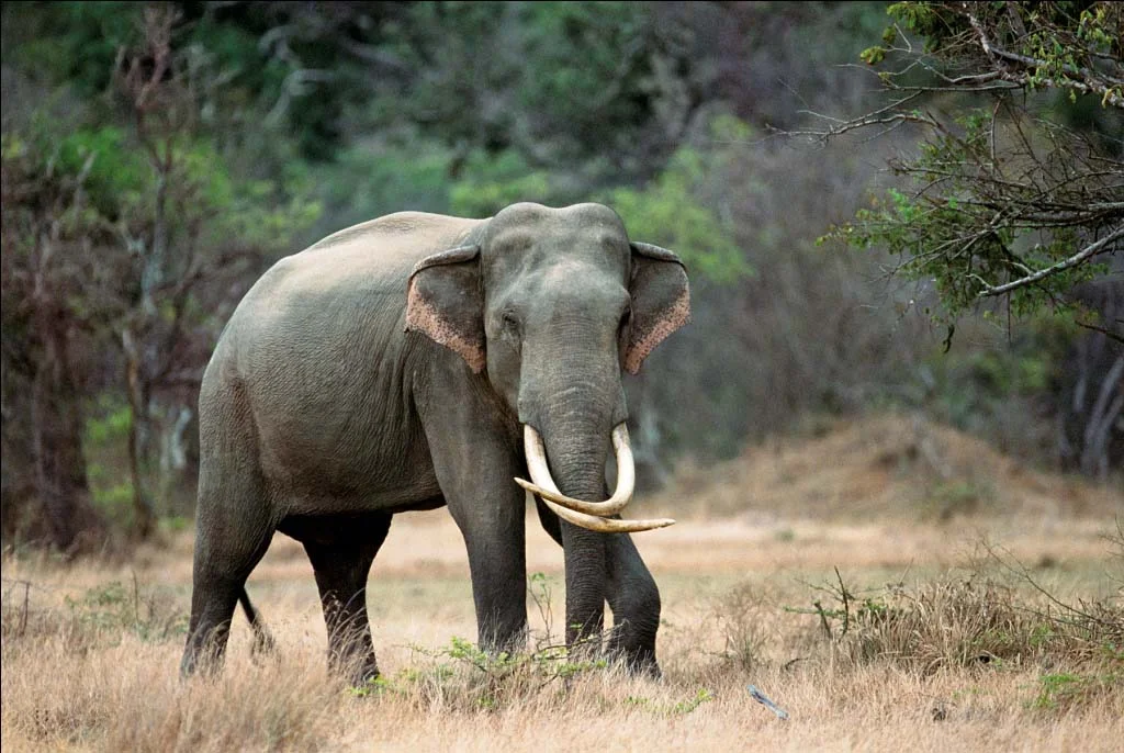 UDA WALALE NATIONAL PARK Distance 80km. Comprising approximately 30 000 hectares of marshes, forests & grasslands elephants sightings here are guaranteed. There’s also an abundance of birdlife, deer, crocodiles, & if you’re lucky – even leopards. Nearby is the elephant rehabilitation center, where you can watch the baby Ellie’s feed & shower – gorgeous! Book a car at reception it’s the most convenient way there.