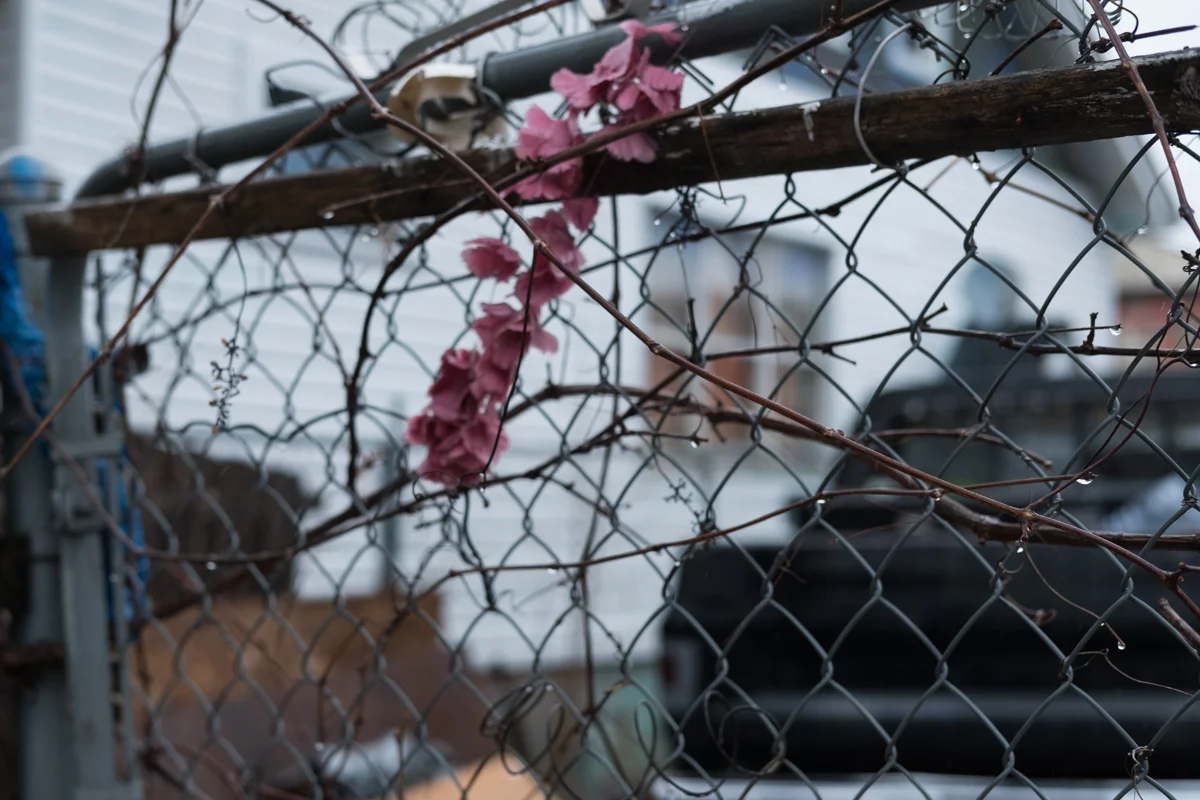 c_hamtramck_16_alinemauch.jpg