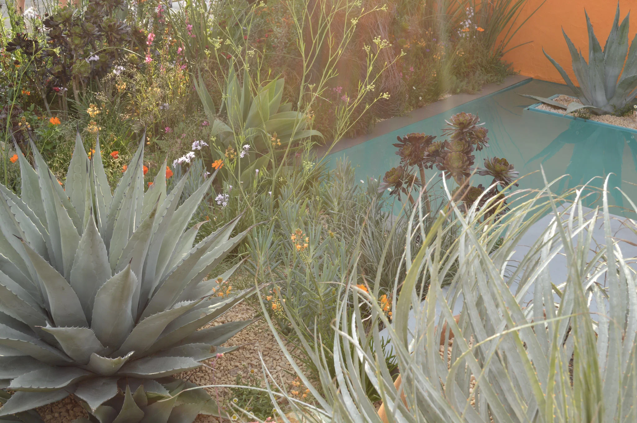Beneath a Mexican Sky Planting Chelsea 2017.jpg