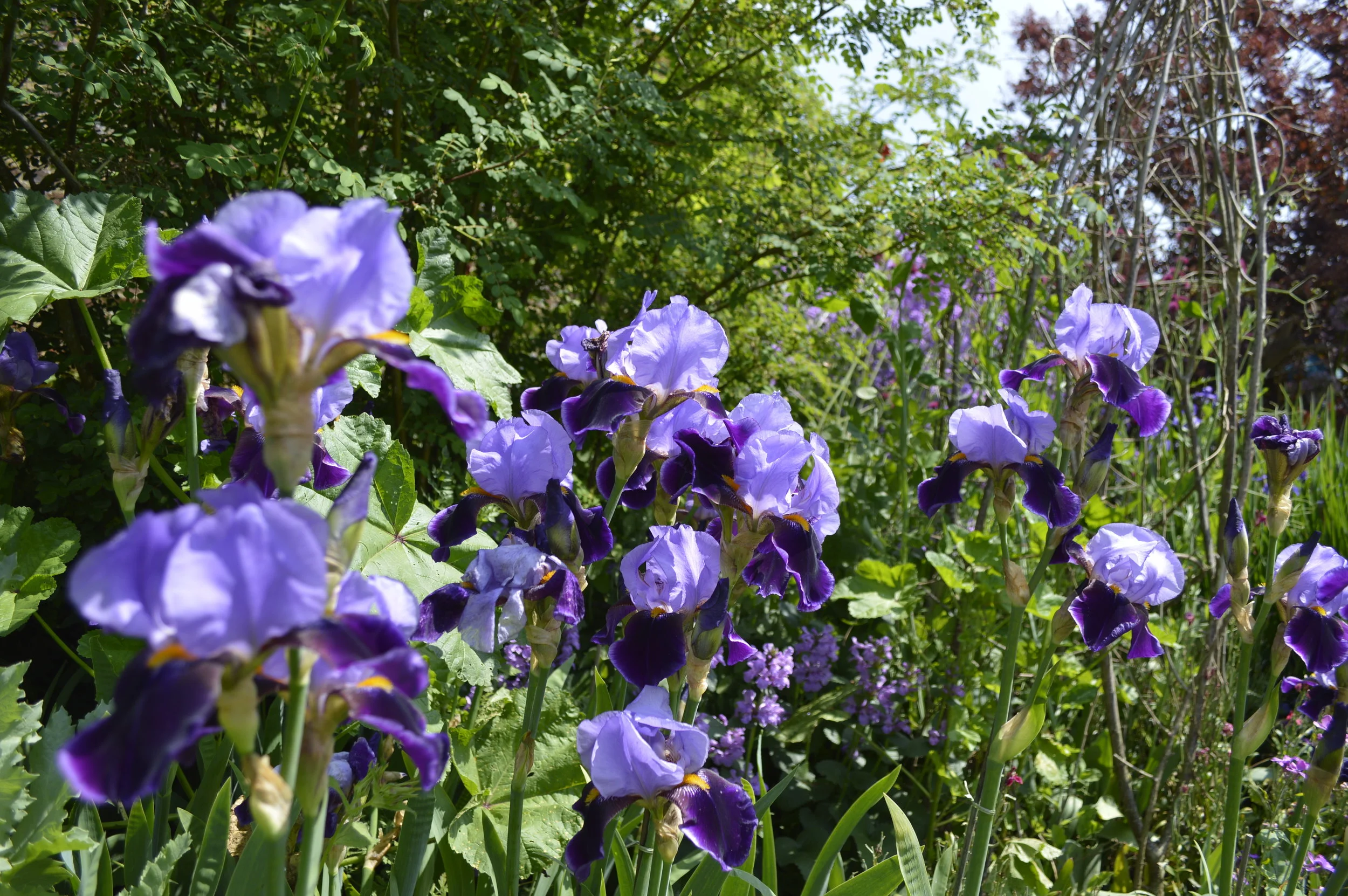 Sissinghurst Castle - a National Trust Treasure