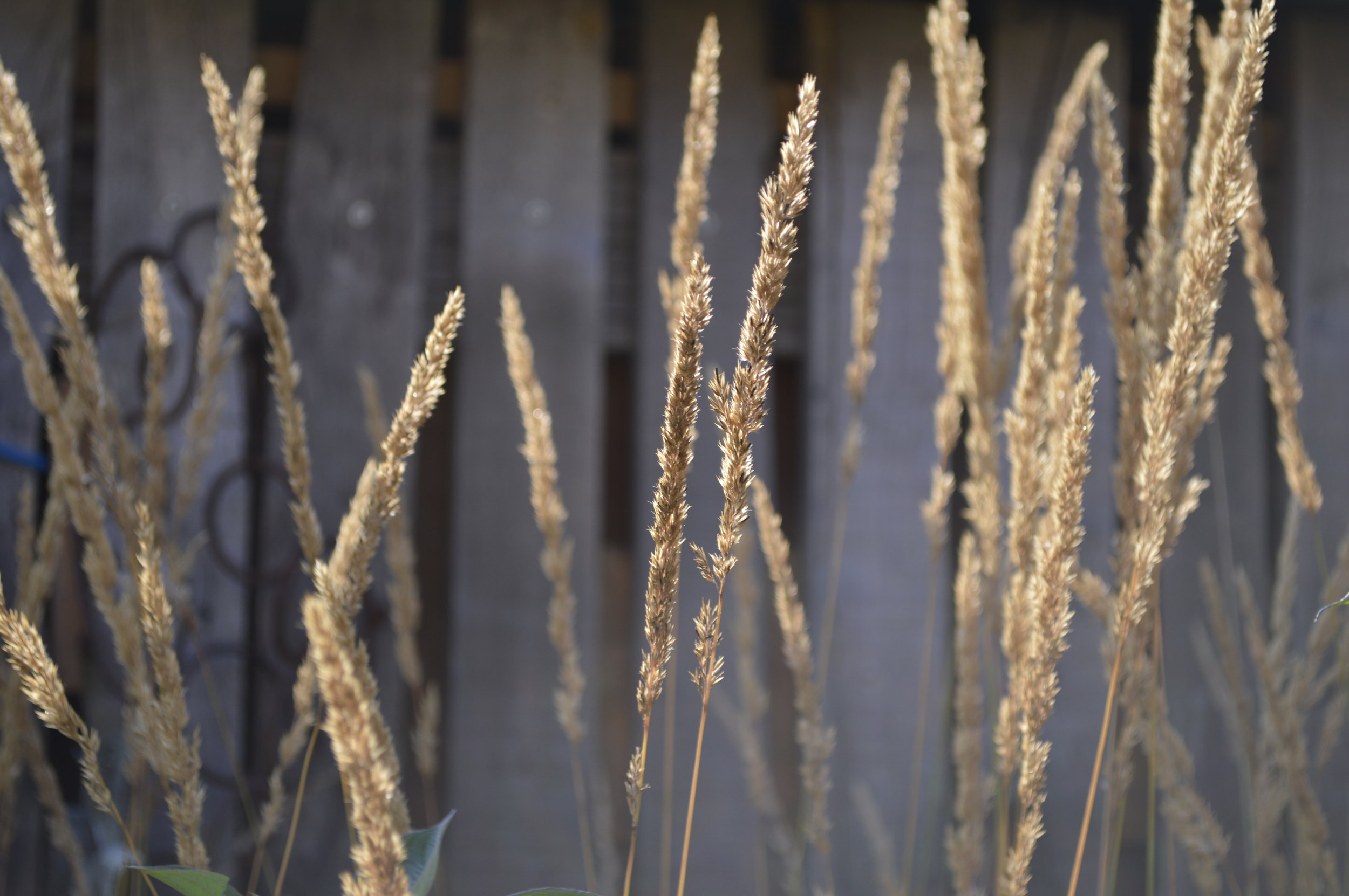 Designing with grasses.JPG