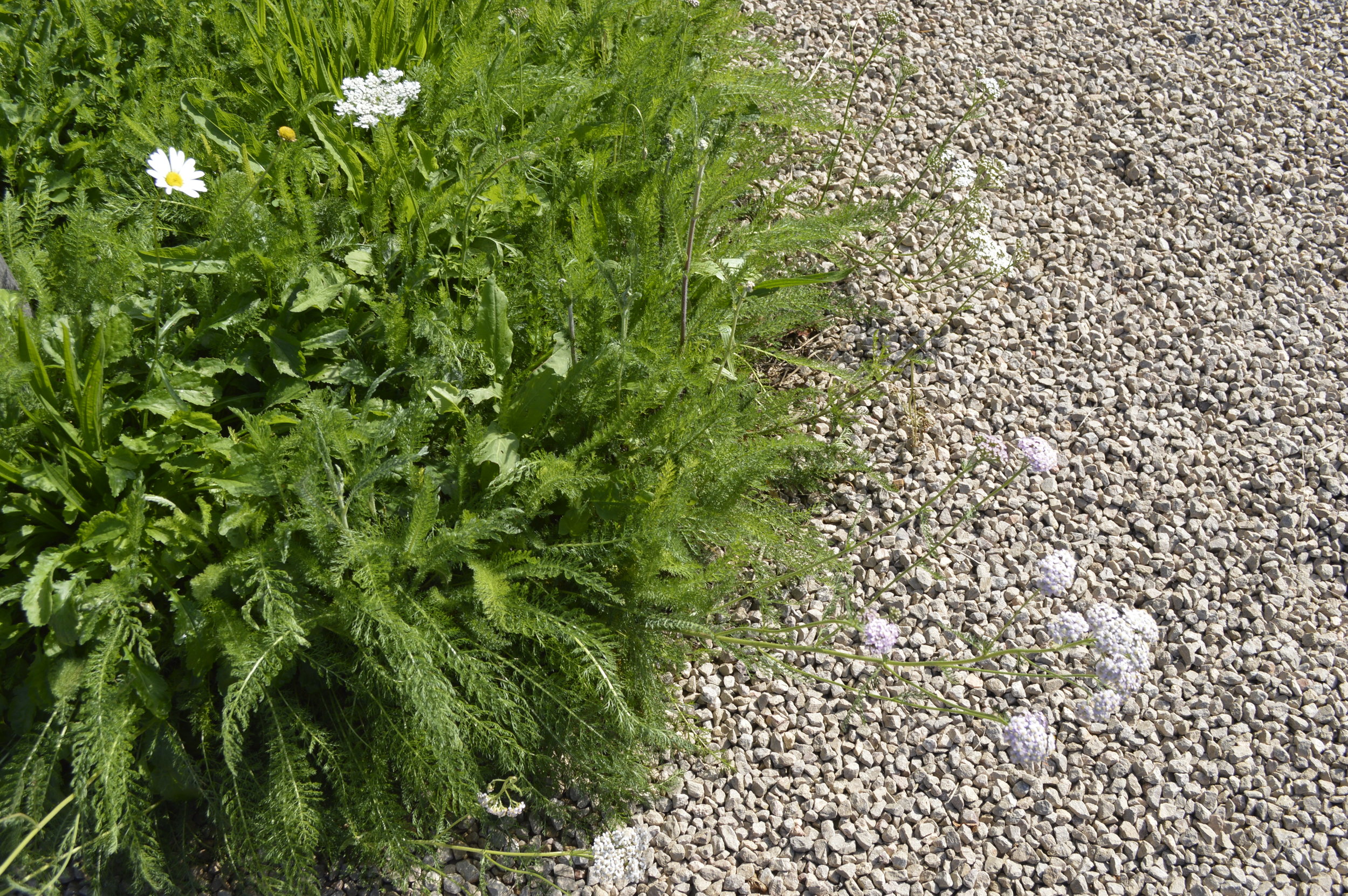 Wild Flower Turf_Marian Boswall