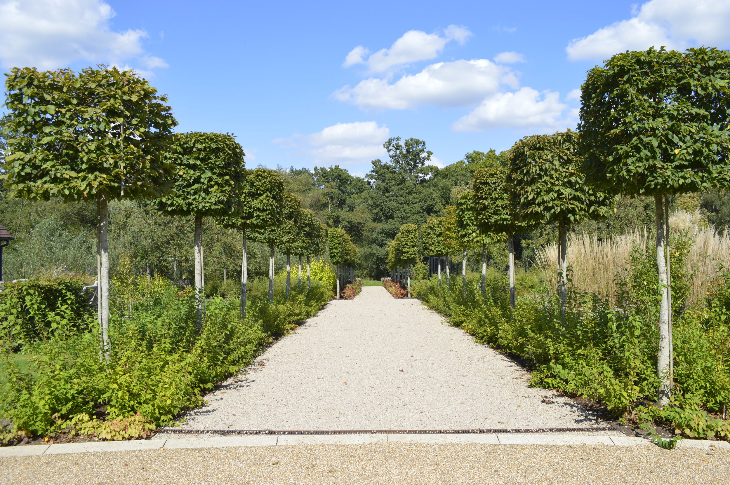 Tree Lined Avenue_Marian Boswall