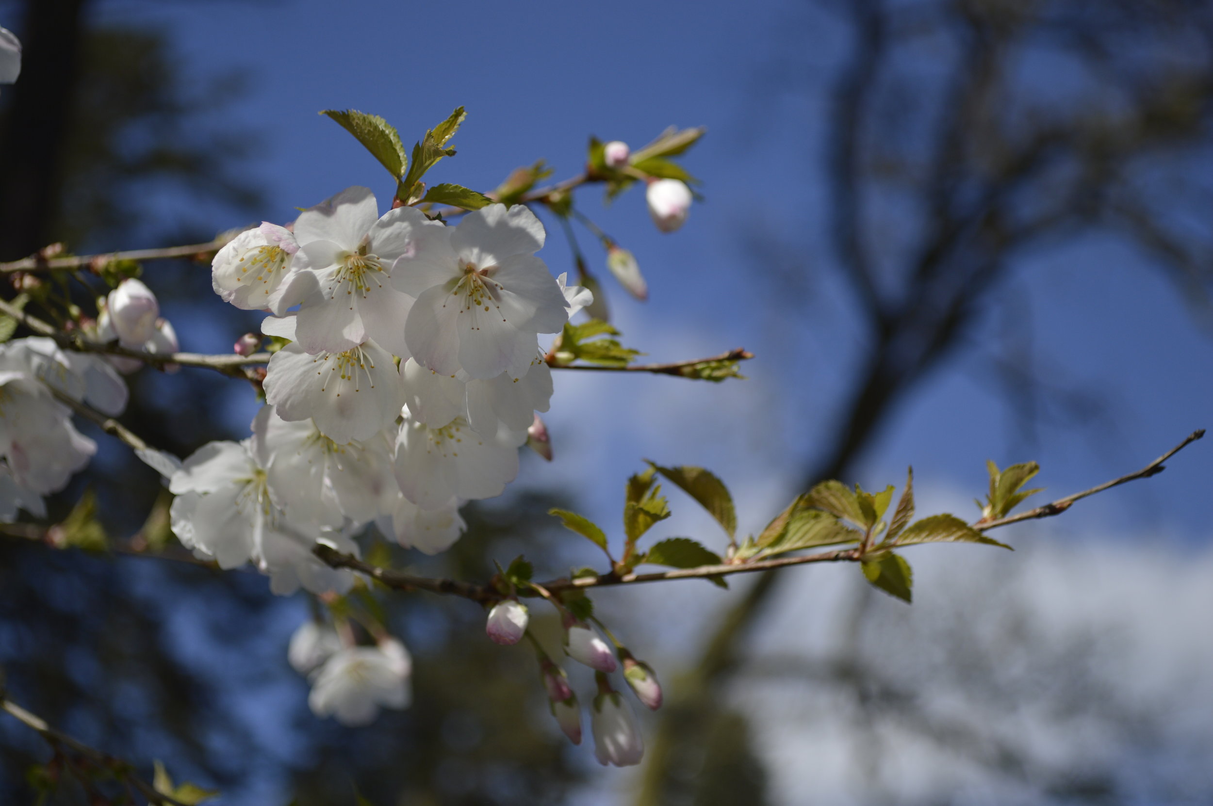 Bountiful Blossom at Wisley Gardens