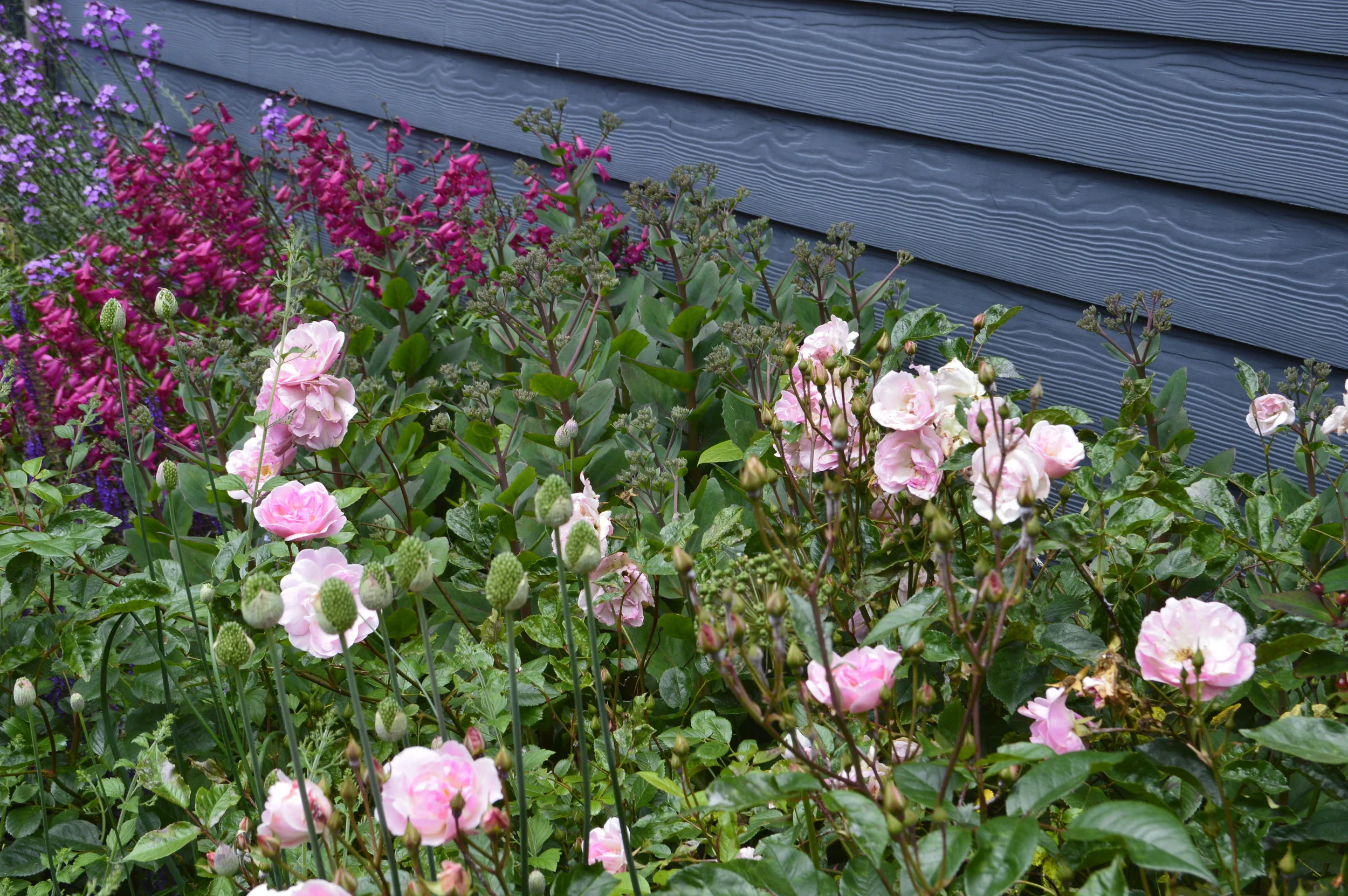 Grey Fences - making the plants the centre stage